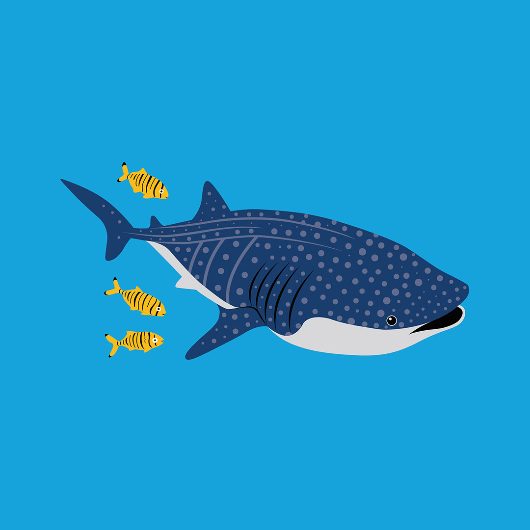 Whale Shark & Friends