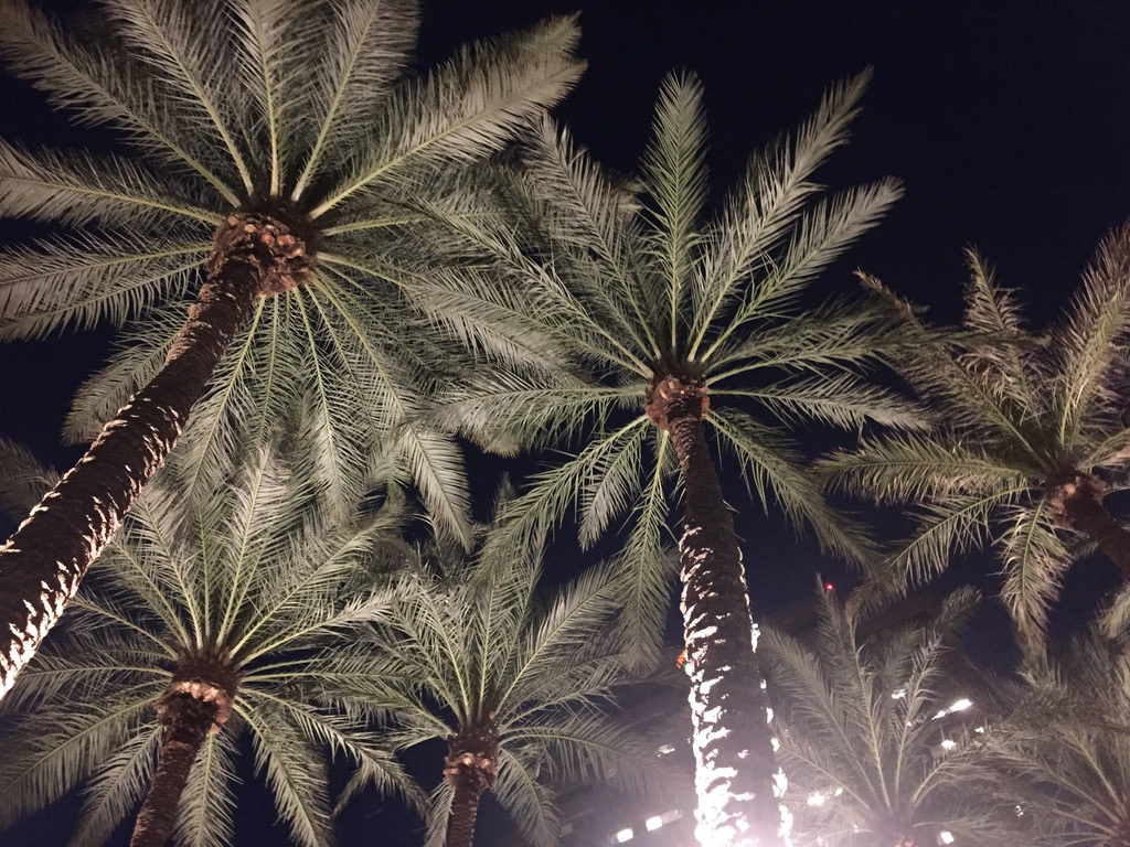 A unique perspective of a group of palm trees illuminated at night.