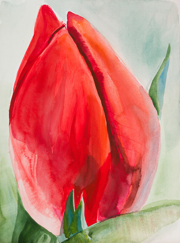 Grażyna Smalej “Wielki tulipan” / 2018, 46x33 cm, akwarela na papierze