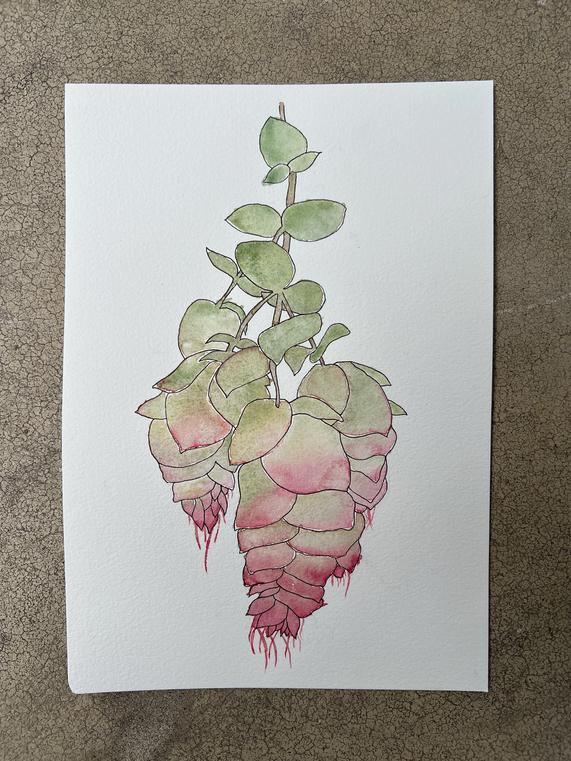 Watercolor and ink thyme blooms
