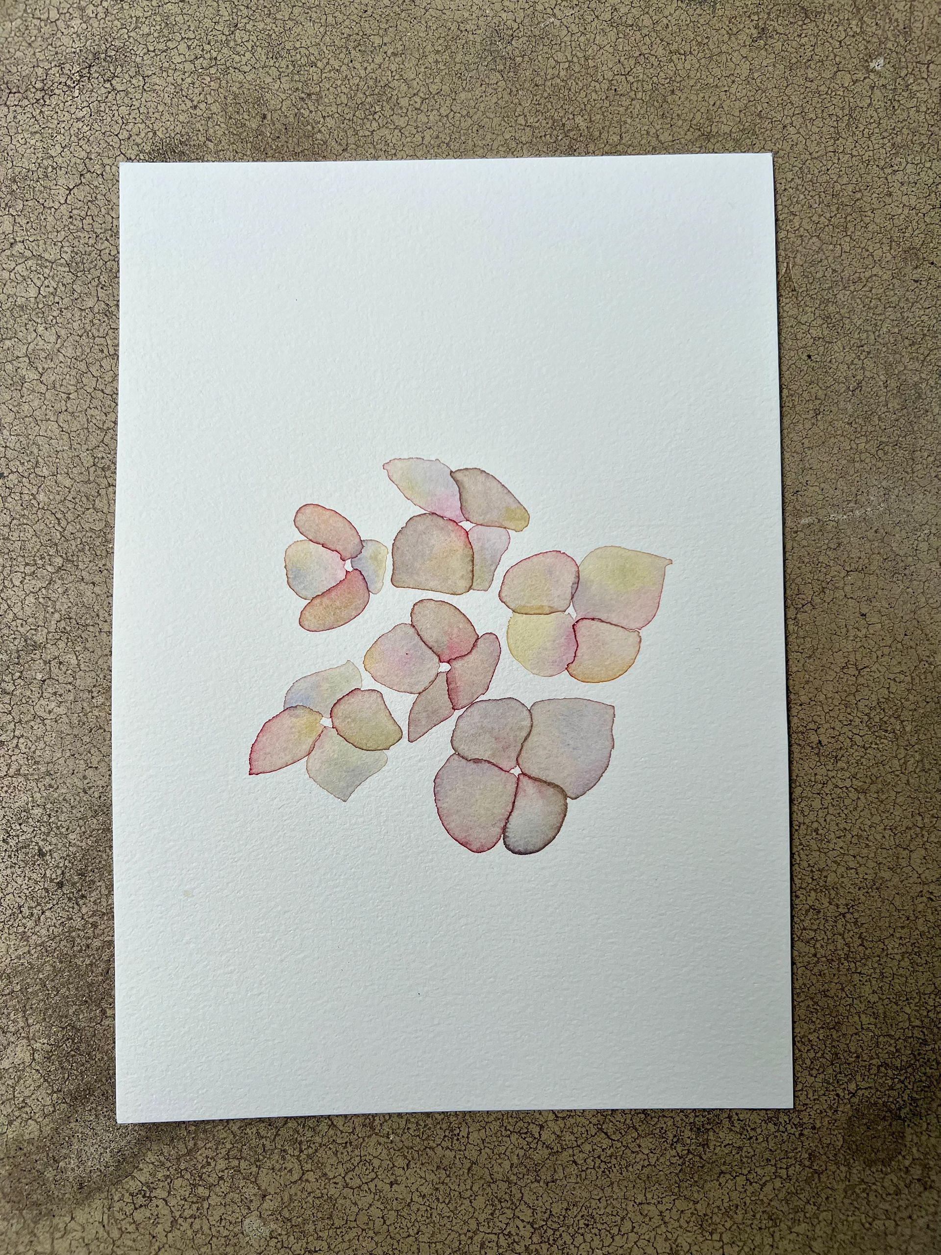 A quick watercolor or hydrangea