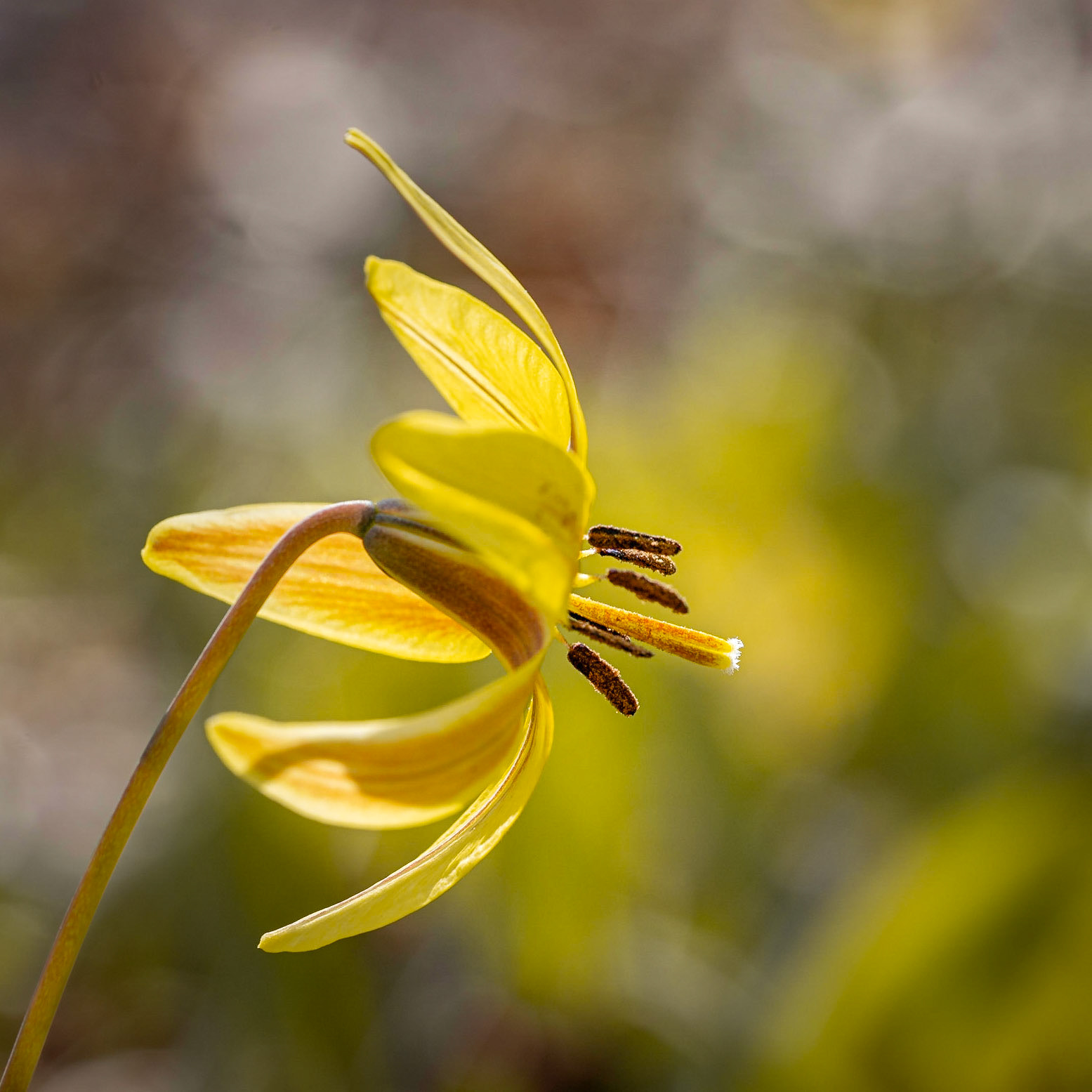 Érythrone d’Amérique. Cette plante printanière met environ 10 années avant de fleurir. C'est grâce à cette fleur, surnommée "ail douce" ou "ail doux", qu'inspira le fondateur du Jardin botanique de Montréal et auteur de la Flore laurentienne, le frère Marie-Victorin.