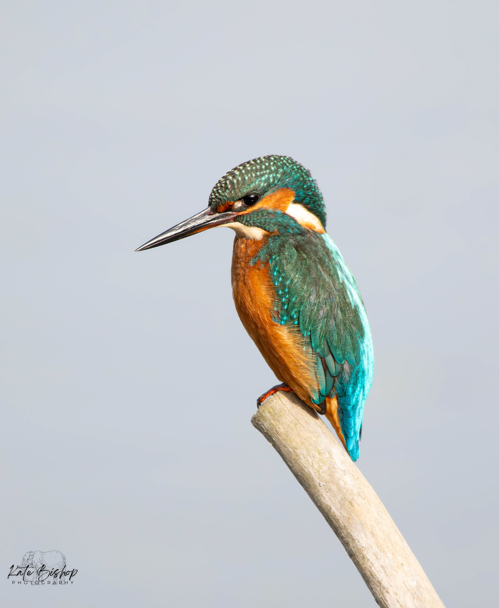 Common Kingfisher