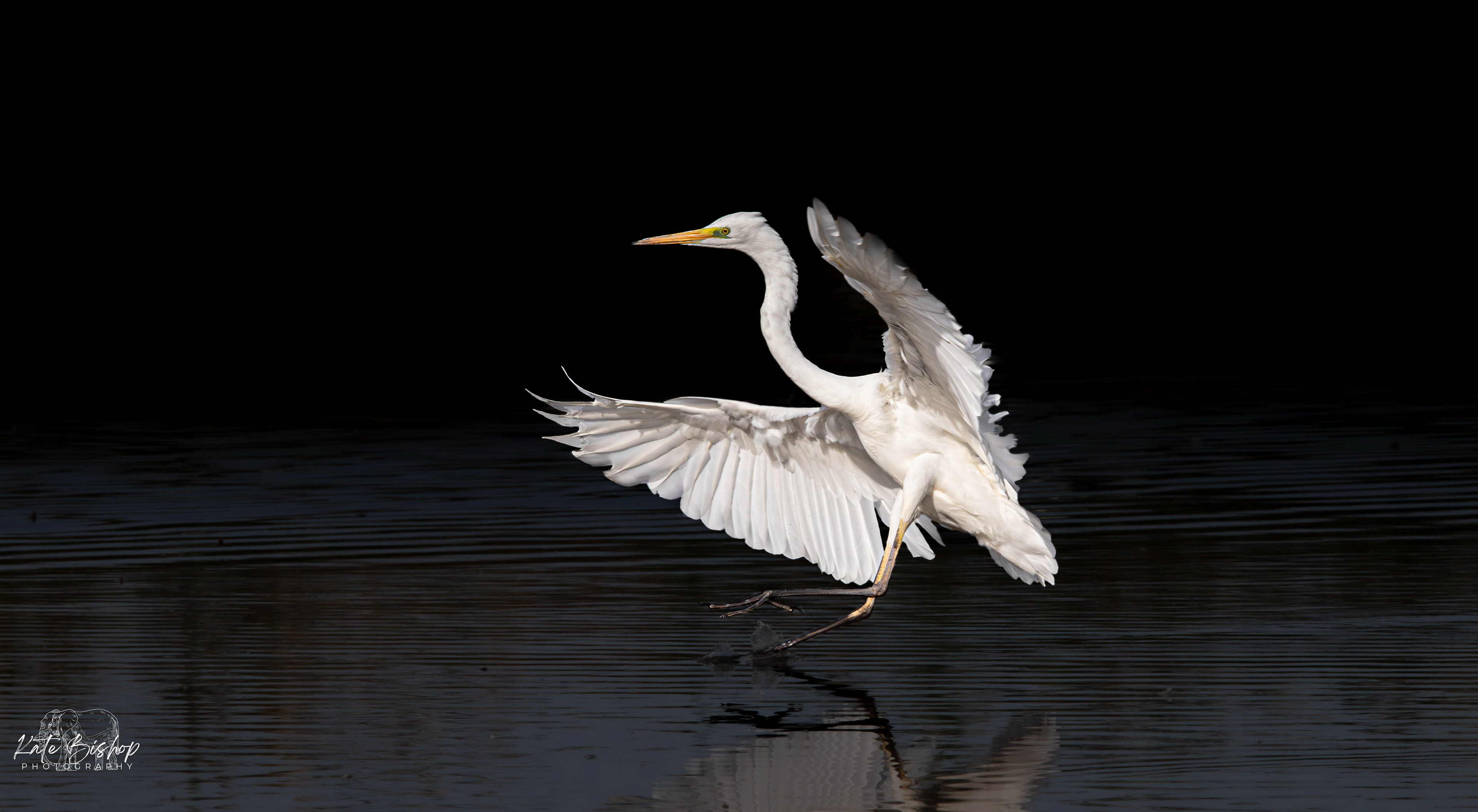 Great Egret