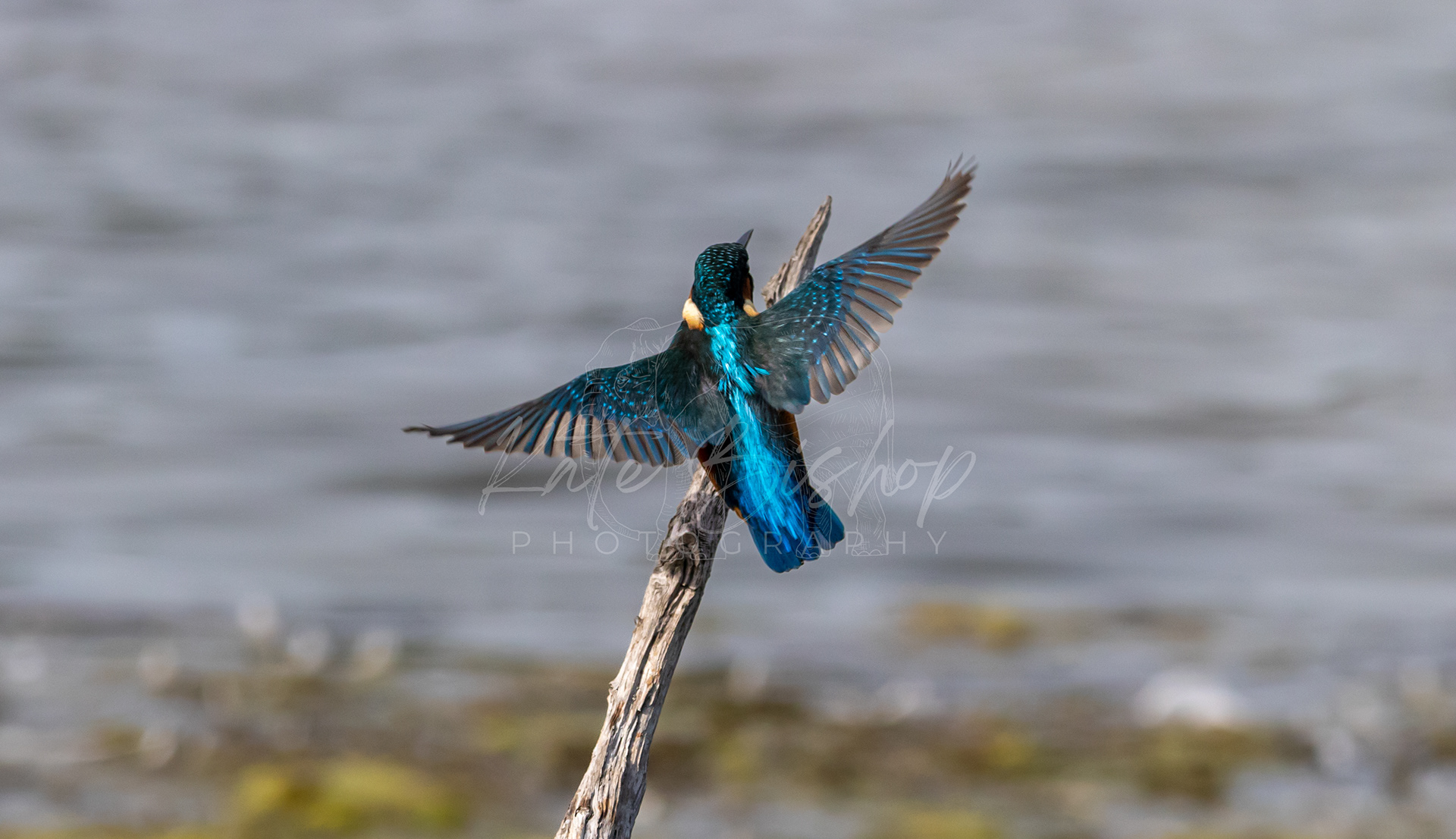 Common Kingfisher