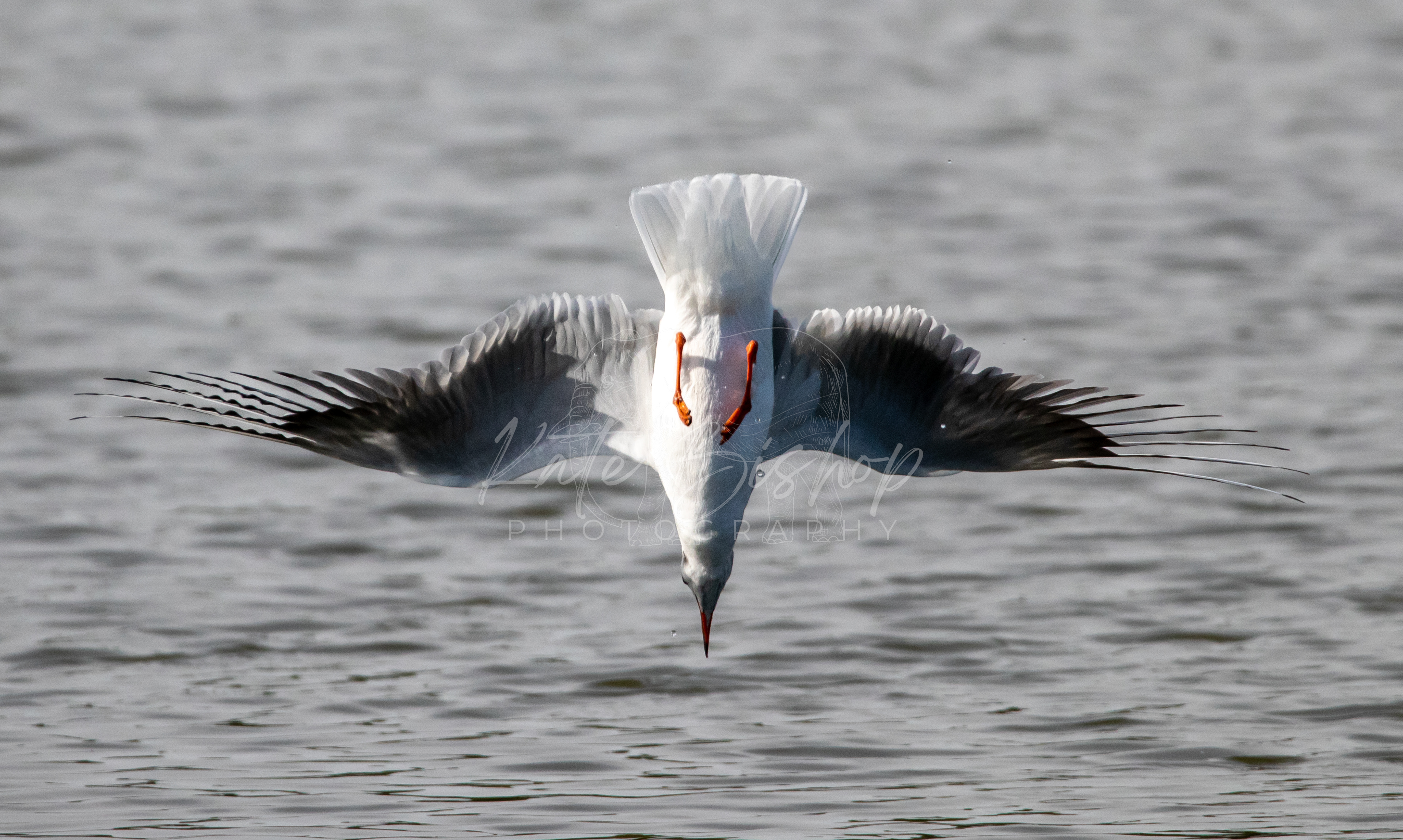 Black Headed Gull