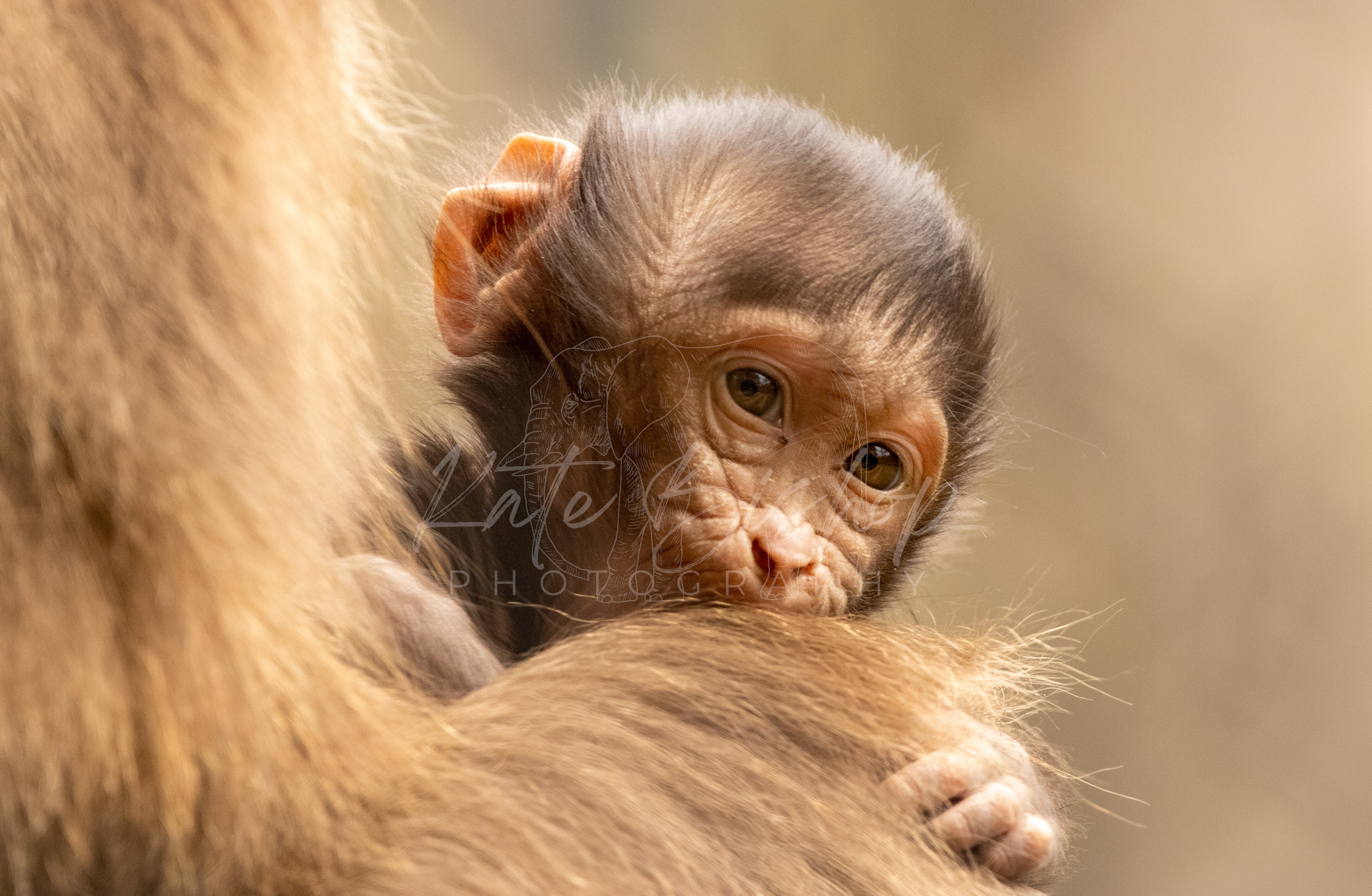 Midiri, Gelada Baboon