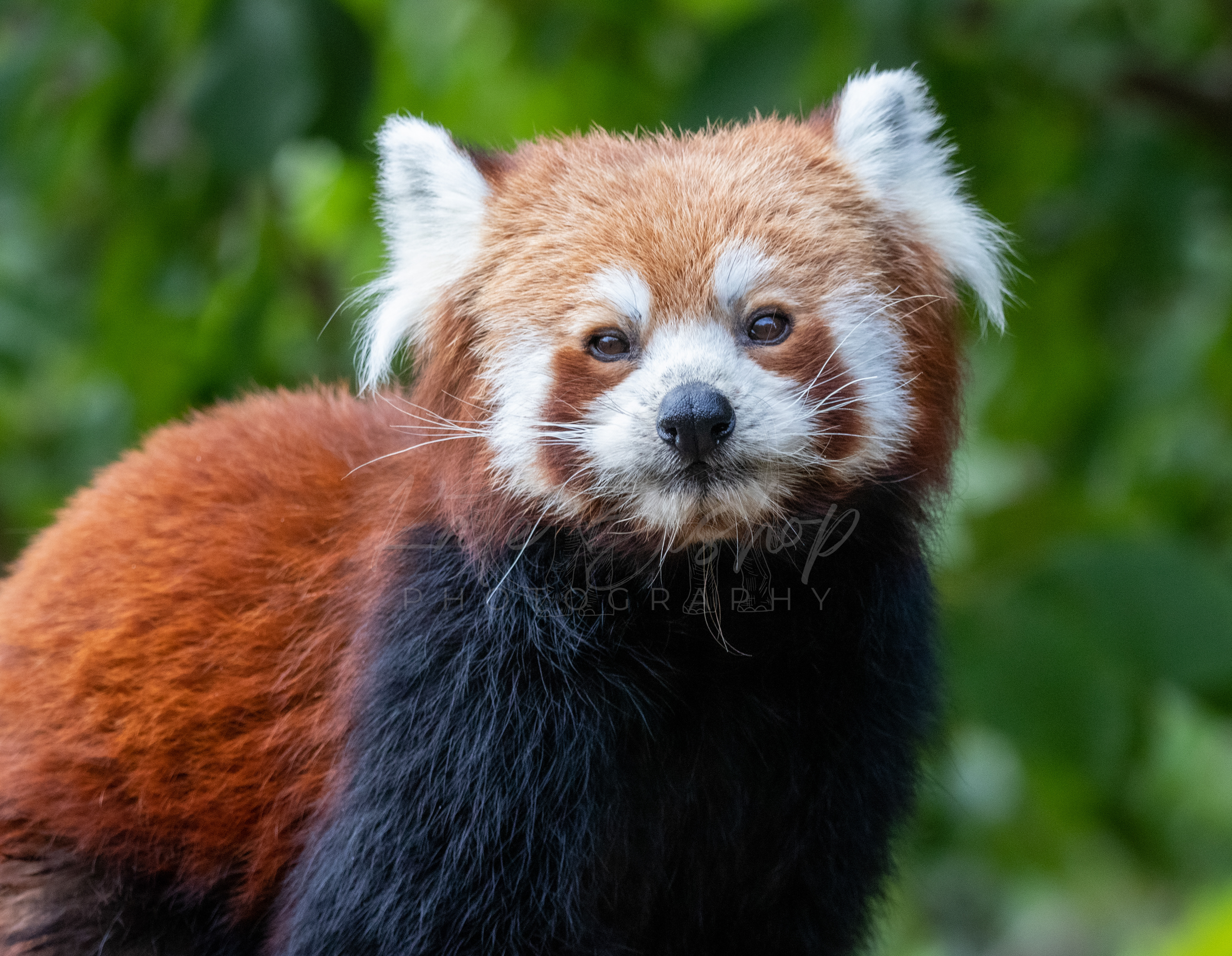 Wanmei, Red Panda