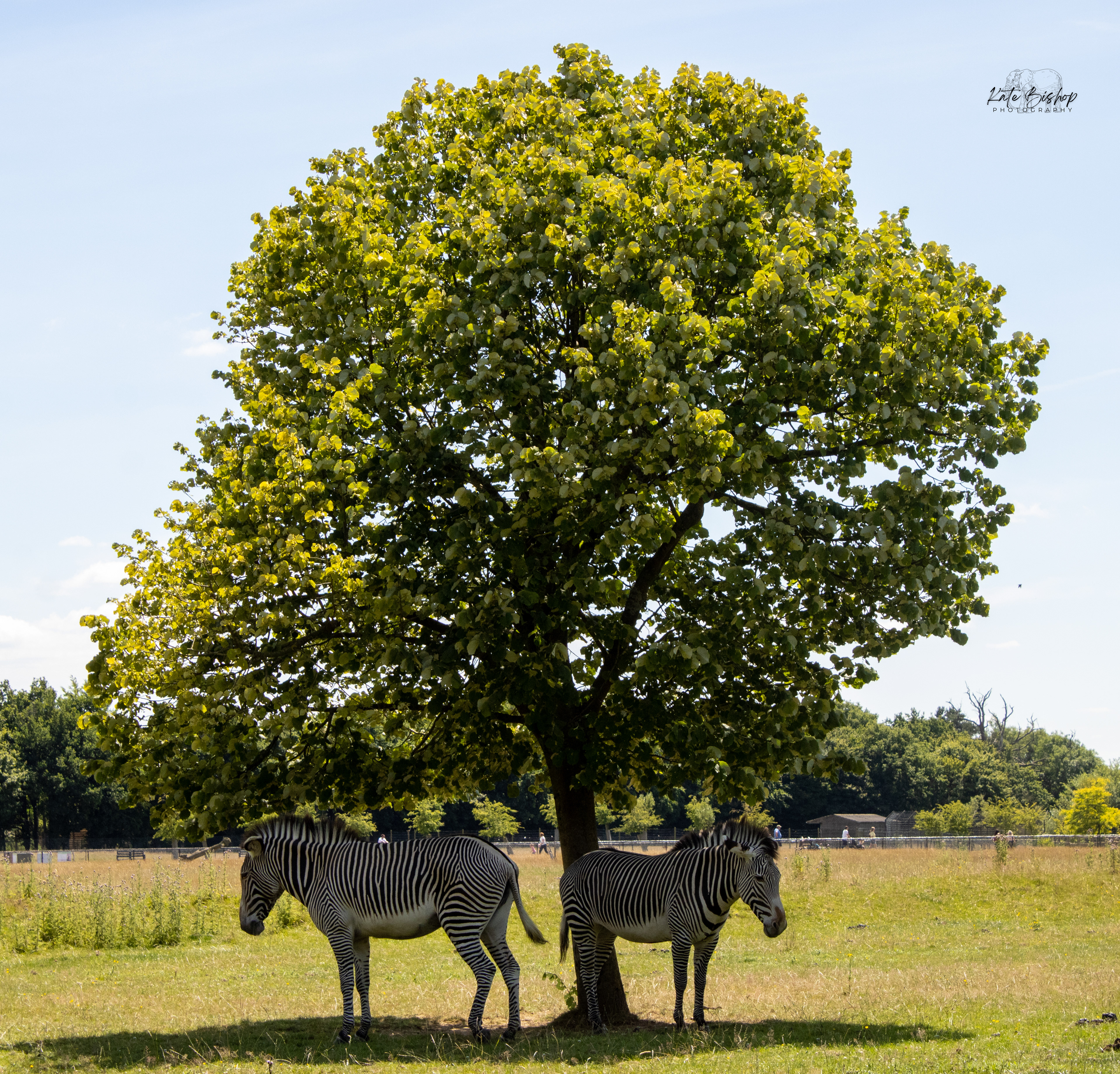 Plains Zebra