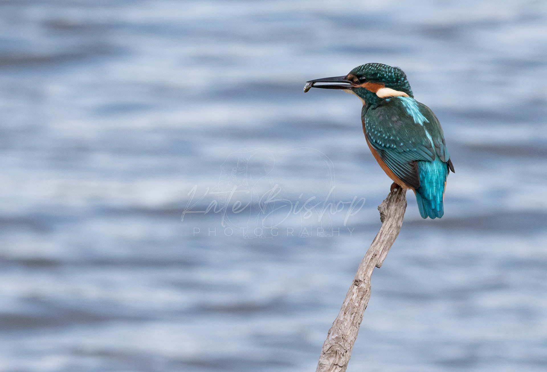 Common Kingfisher