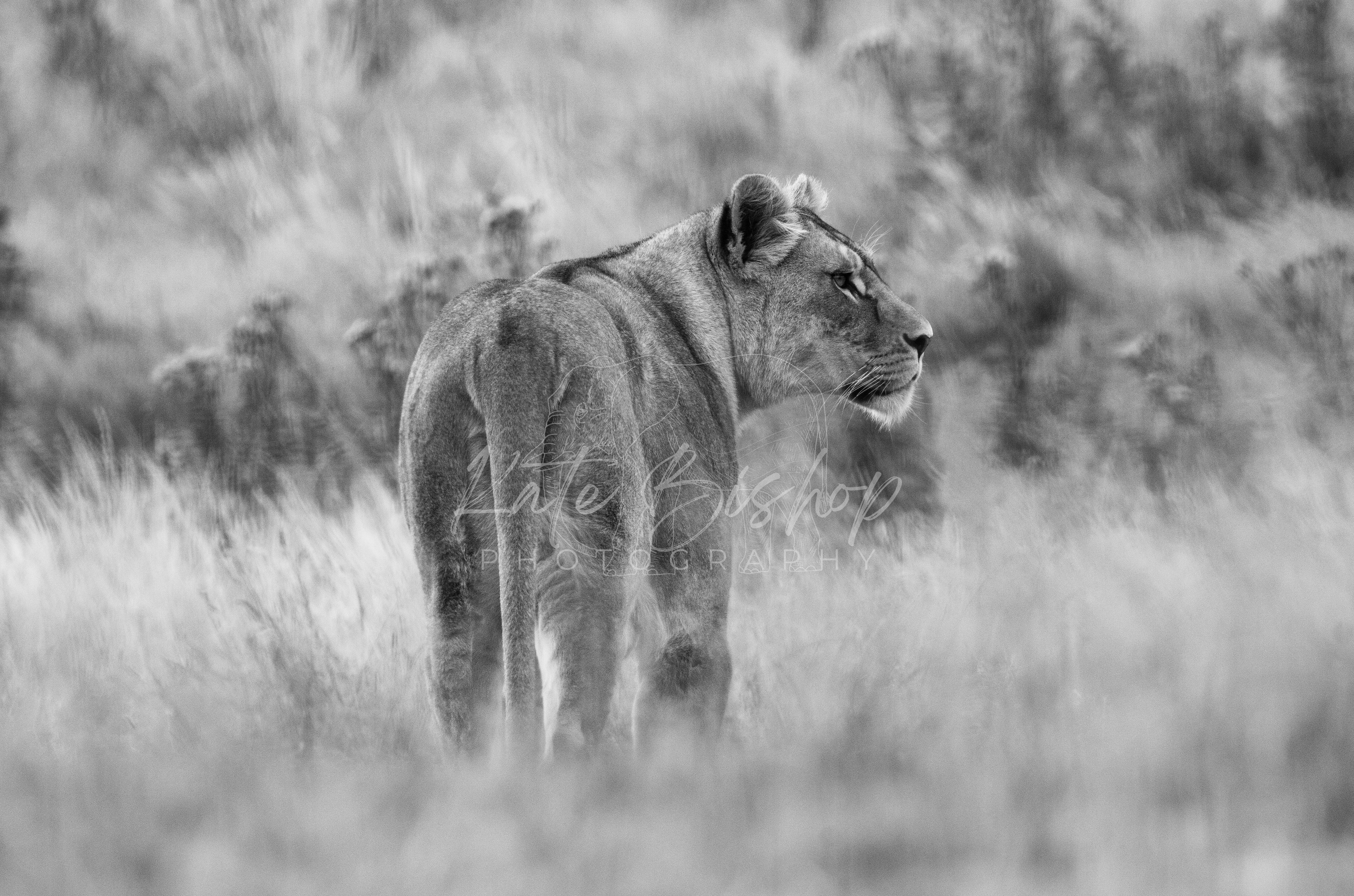 Kulinda, African Lioness