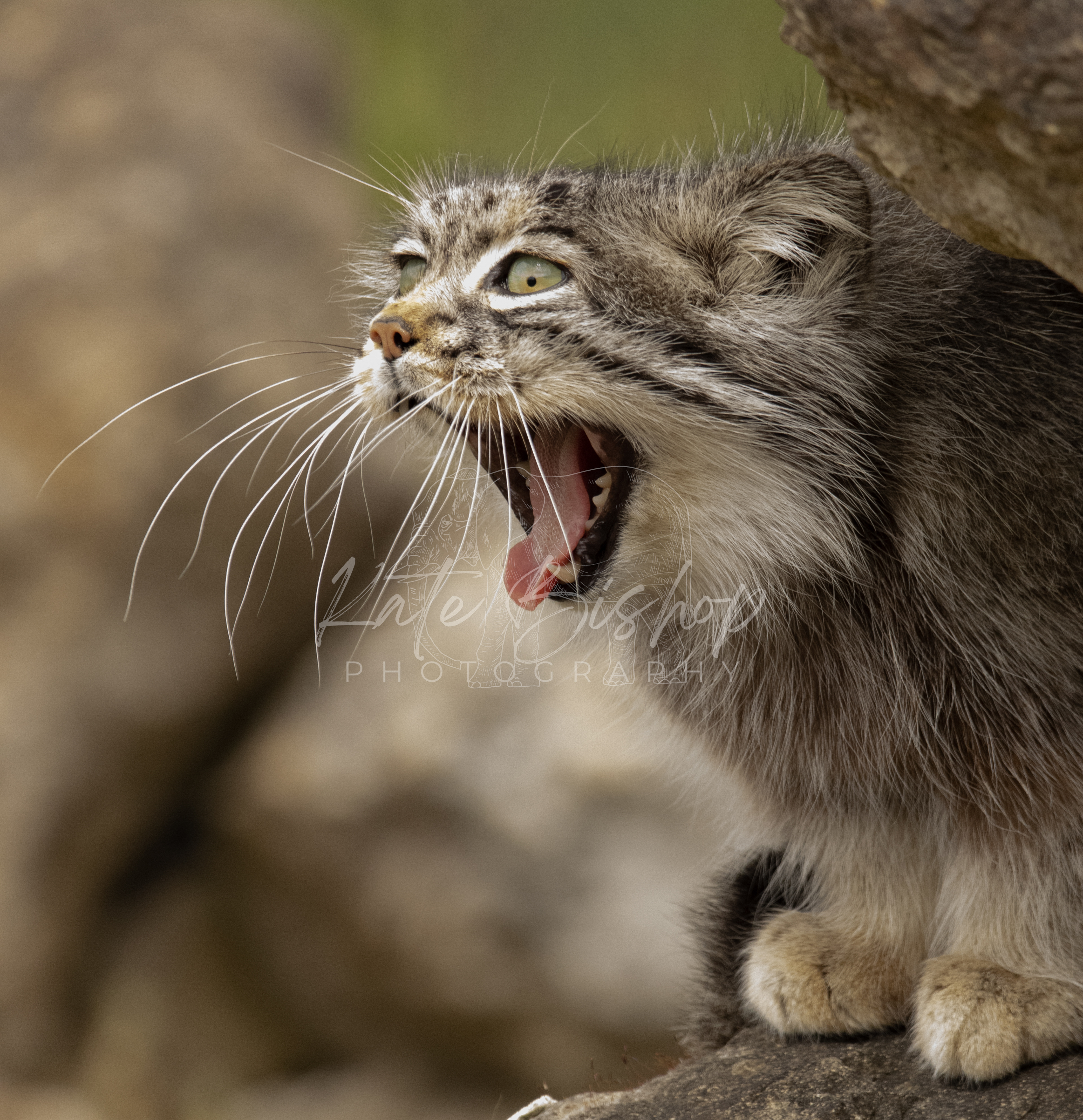 Atlan, Pallas' Cat