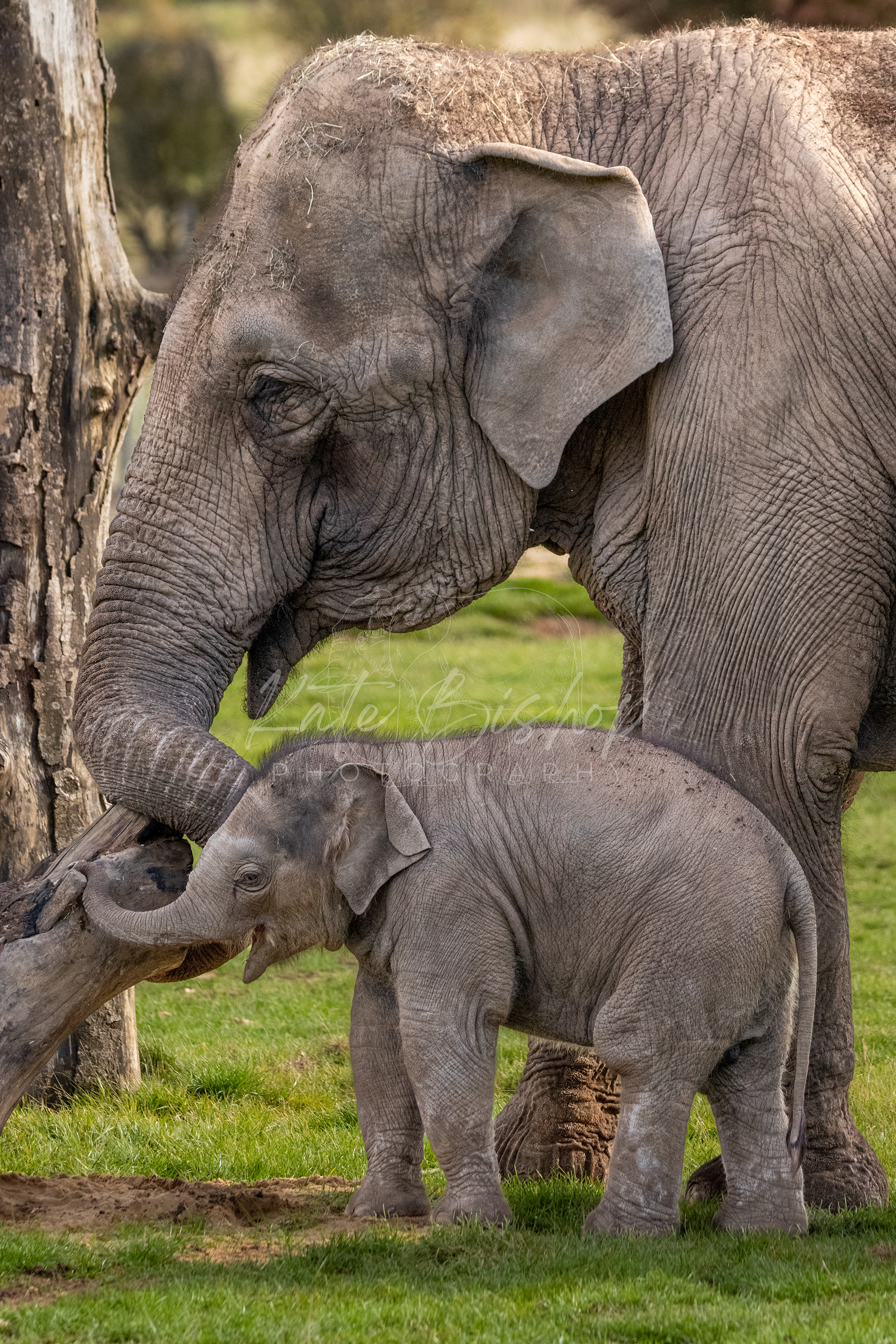 Lucha and Nang Phaya, Asian Elephants