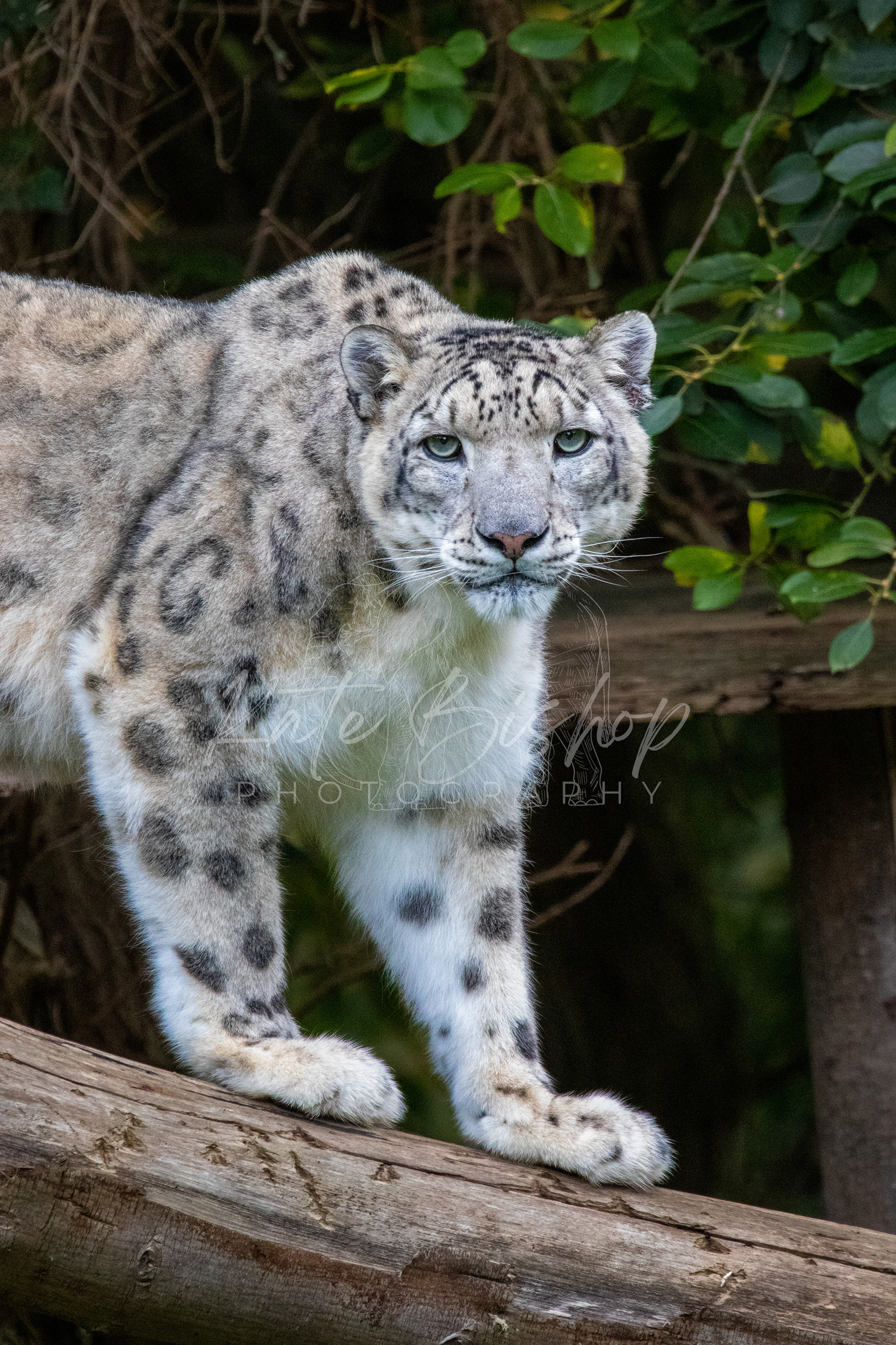 Nuri, Snow Leopard