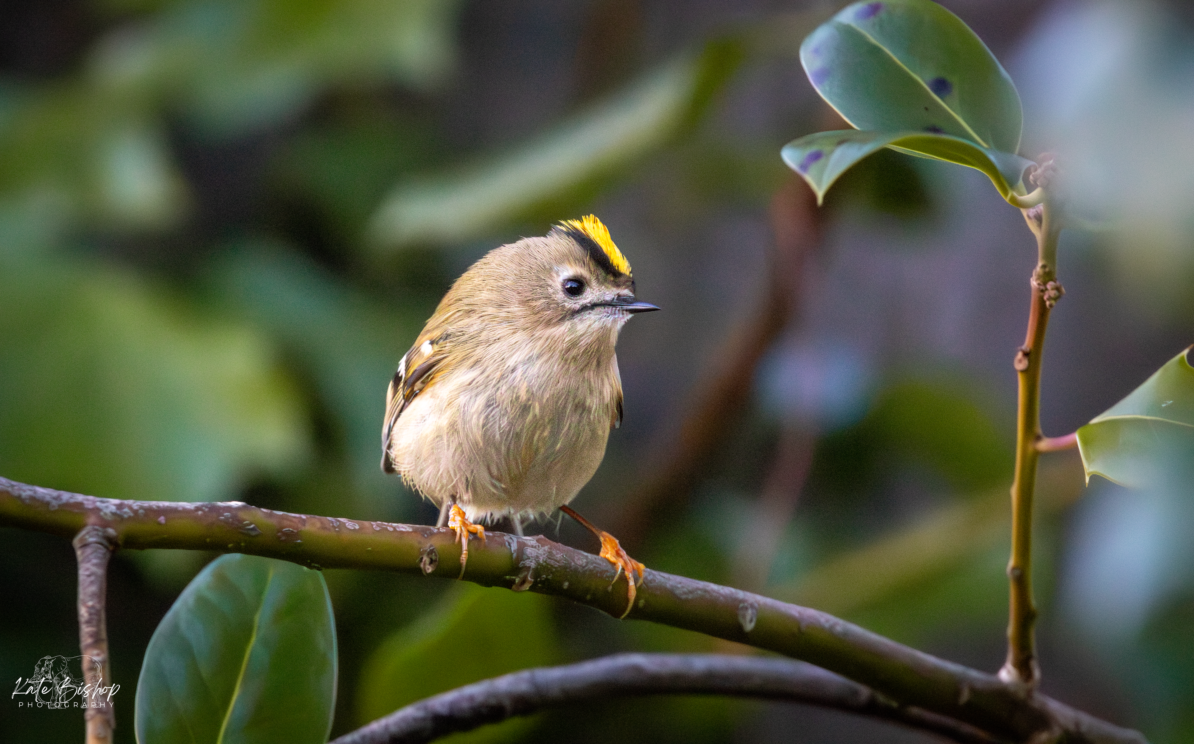 Goldcrest