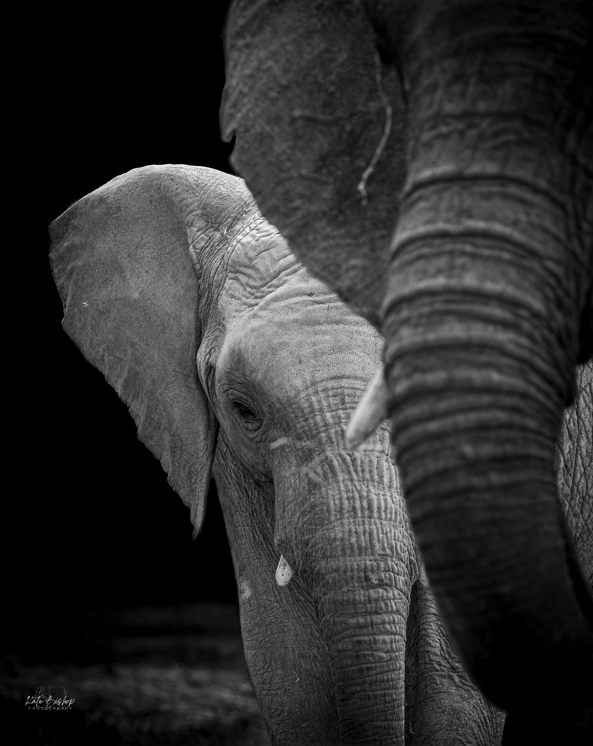 African Elephants