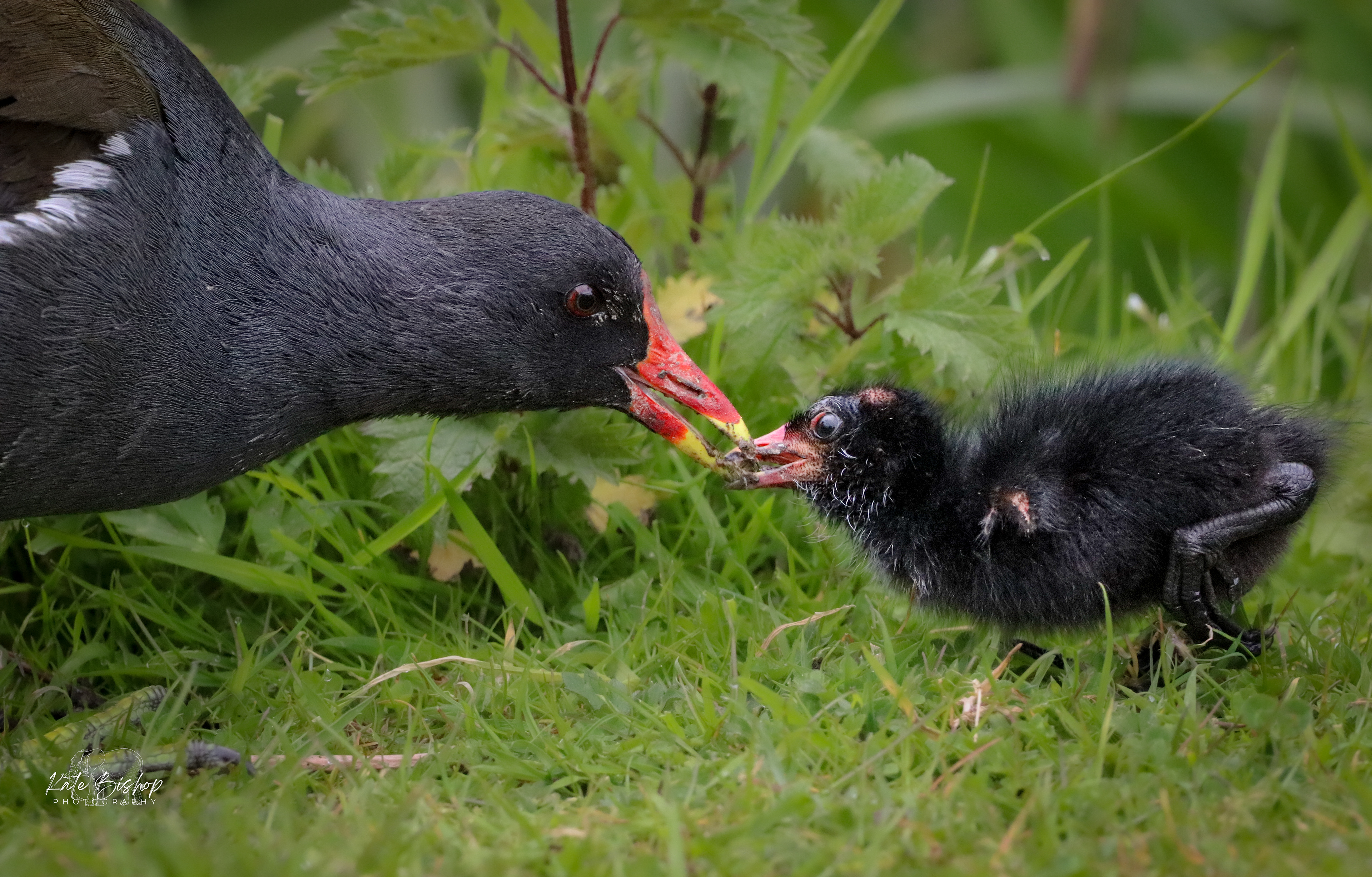 Moorhen and Moorhen chick