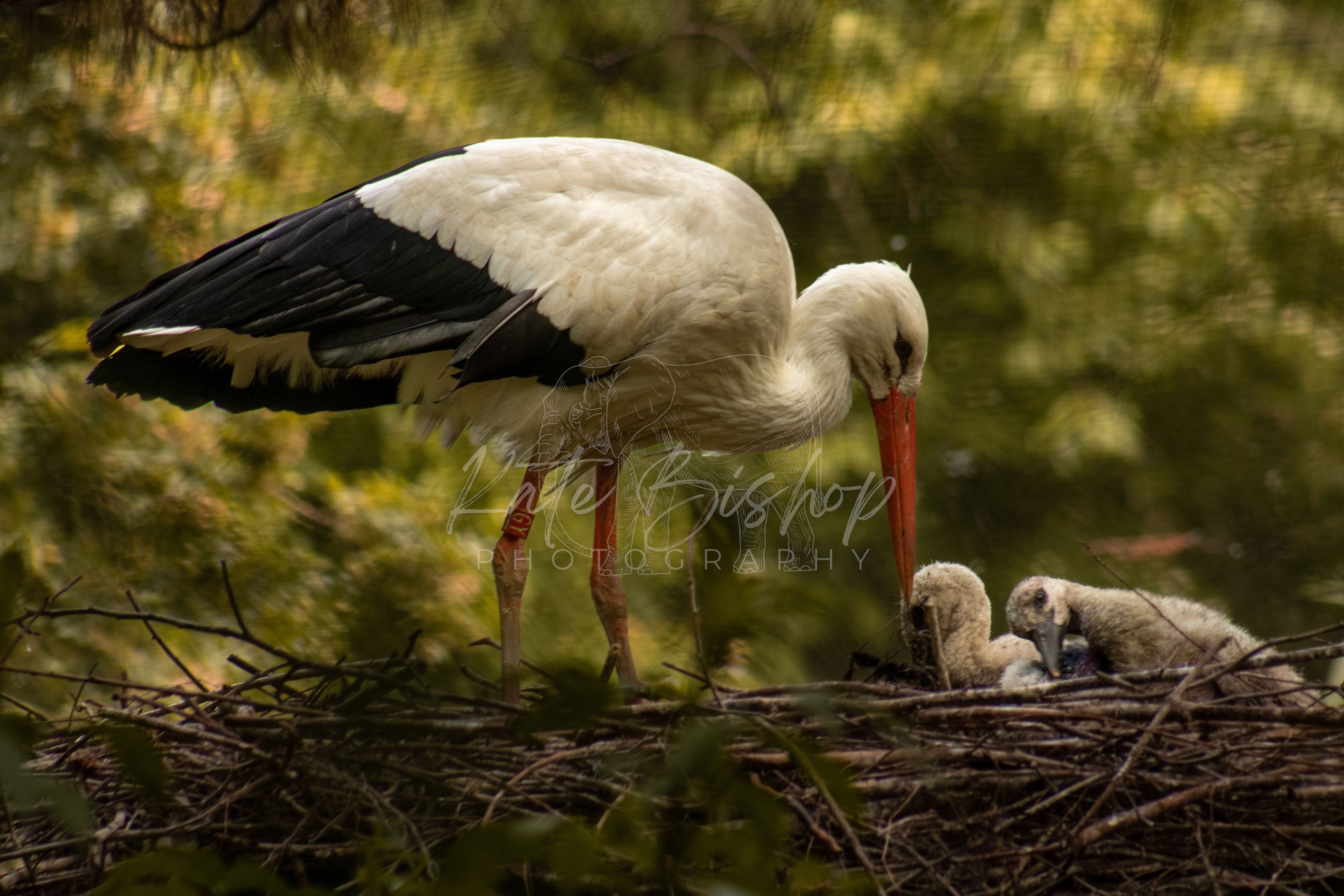 Stork