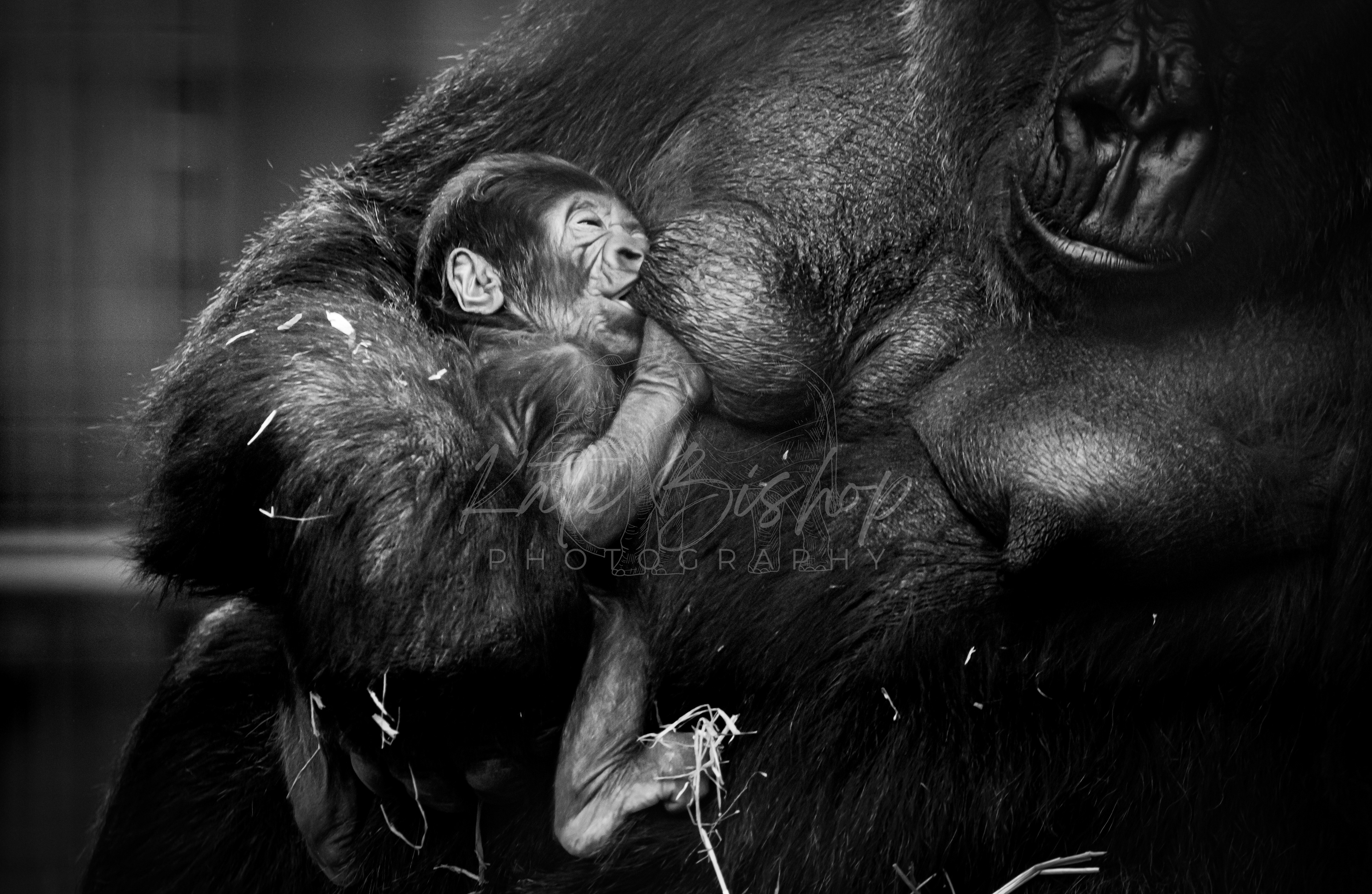 Kumbi, 4 day old Western Lowland Gorilla