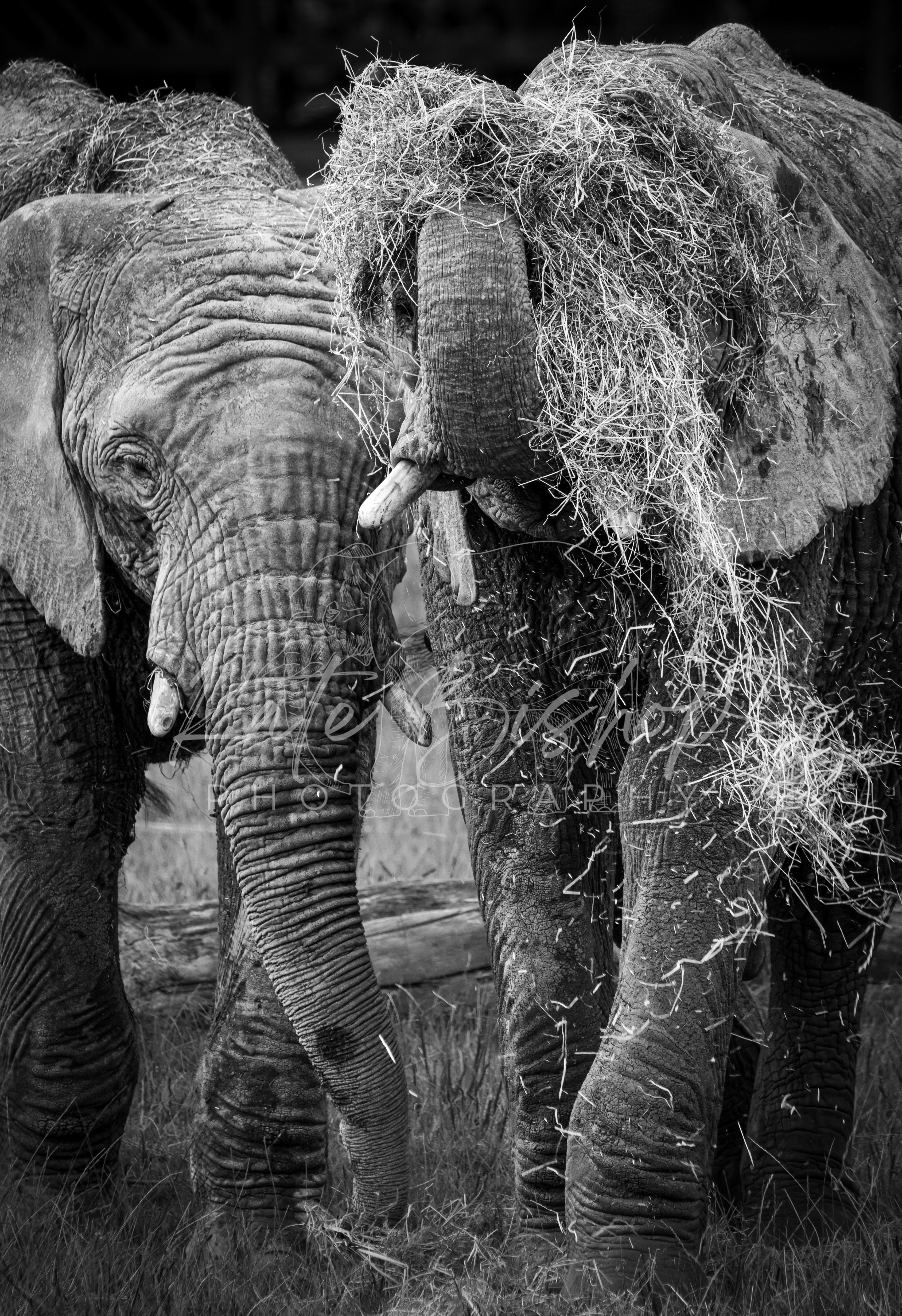 Mchumba and Impi, African Elephants