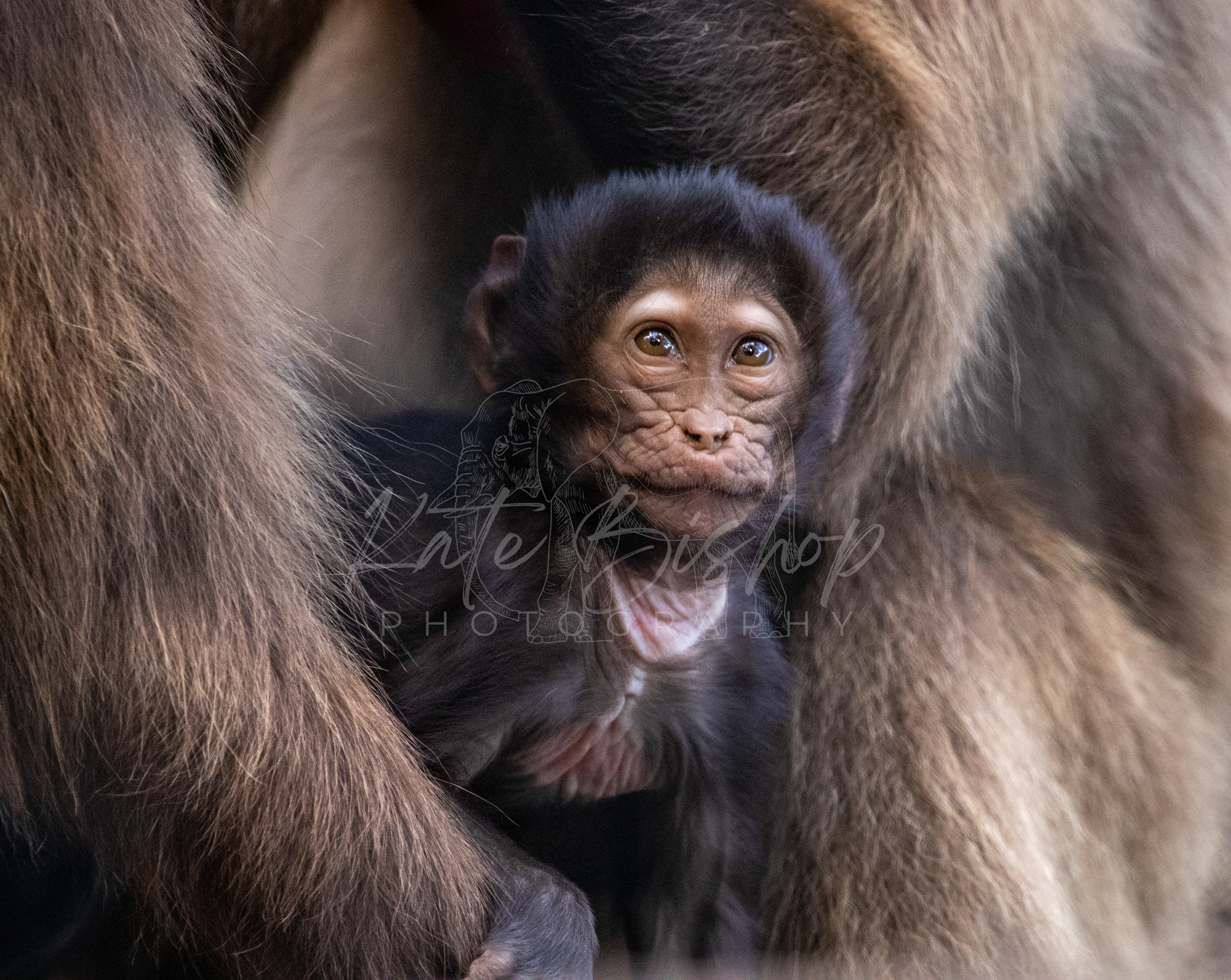 Midiri, Gelada Baboon