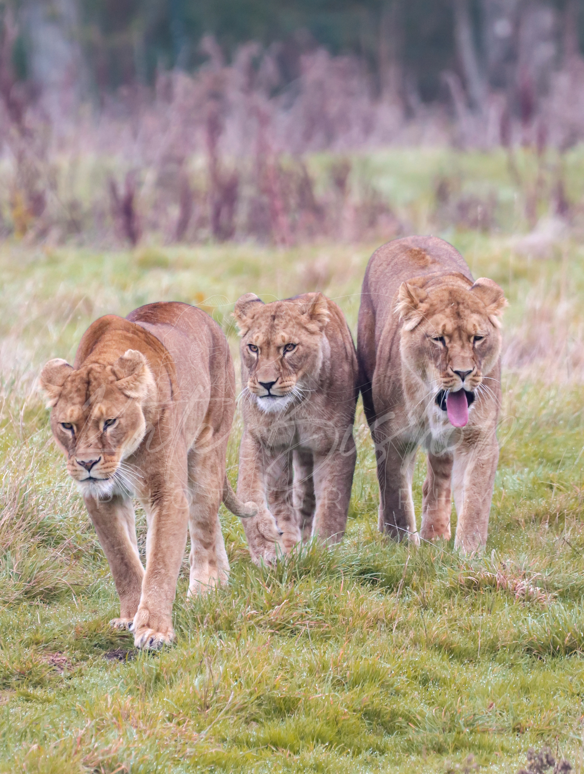 Lily, Mila and Binti, African Lioness'