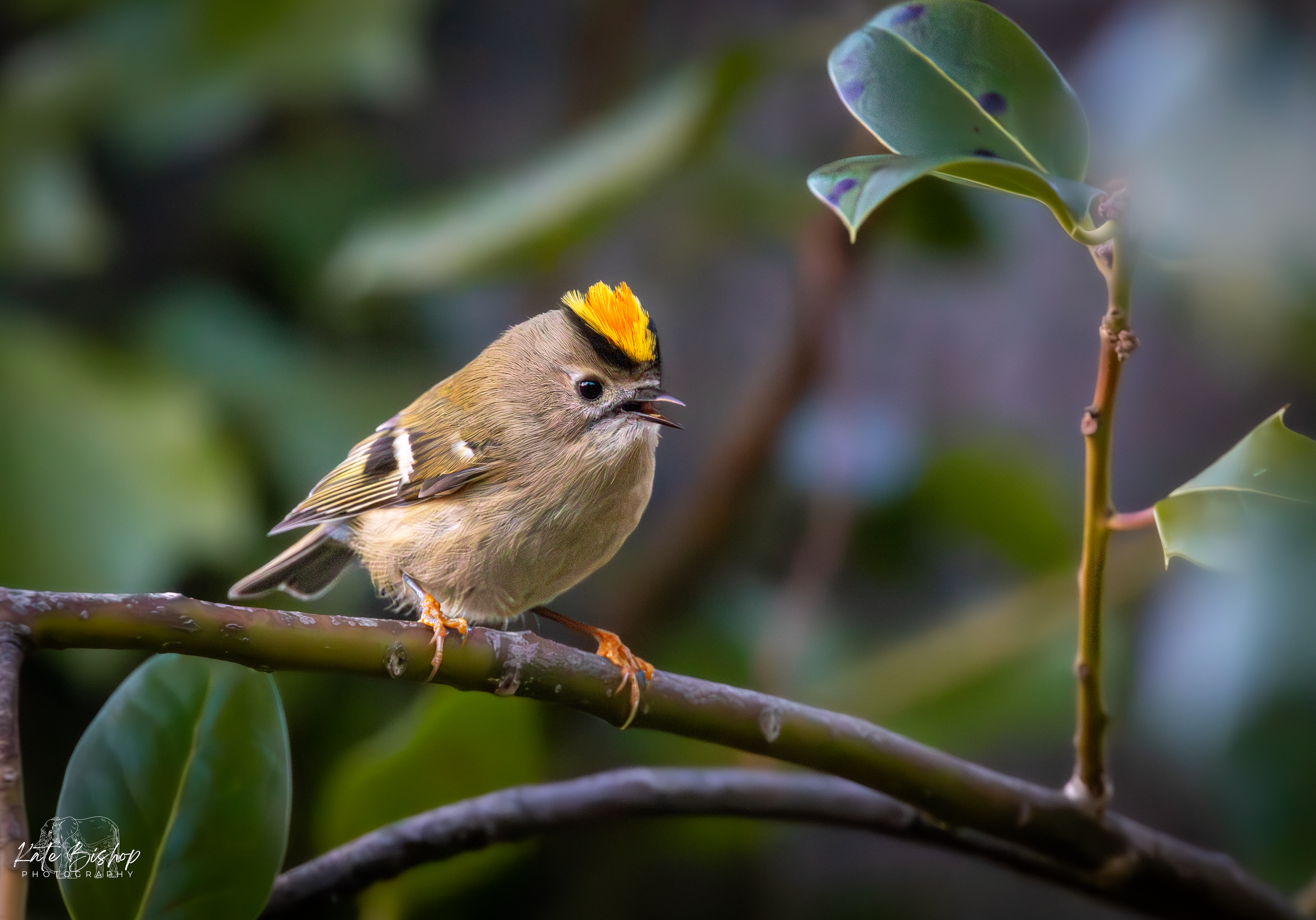 Goldcrest