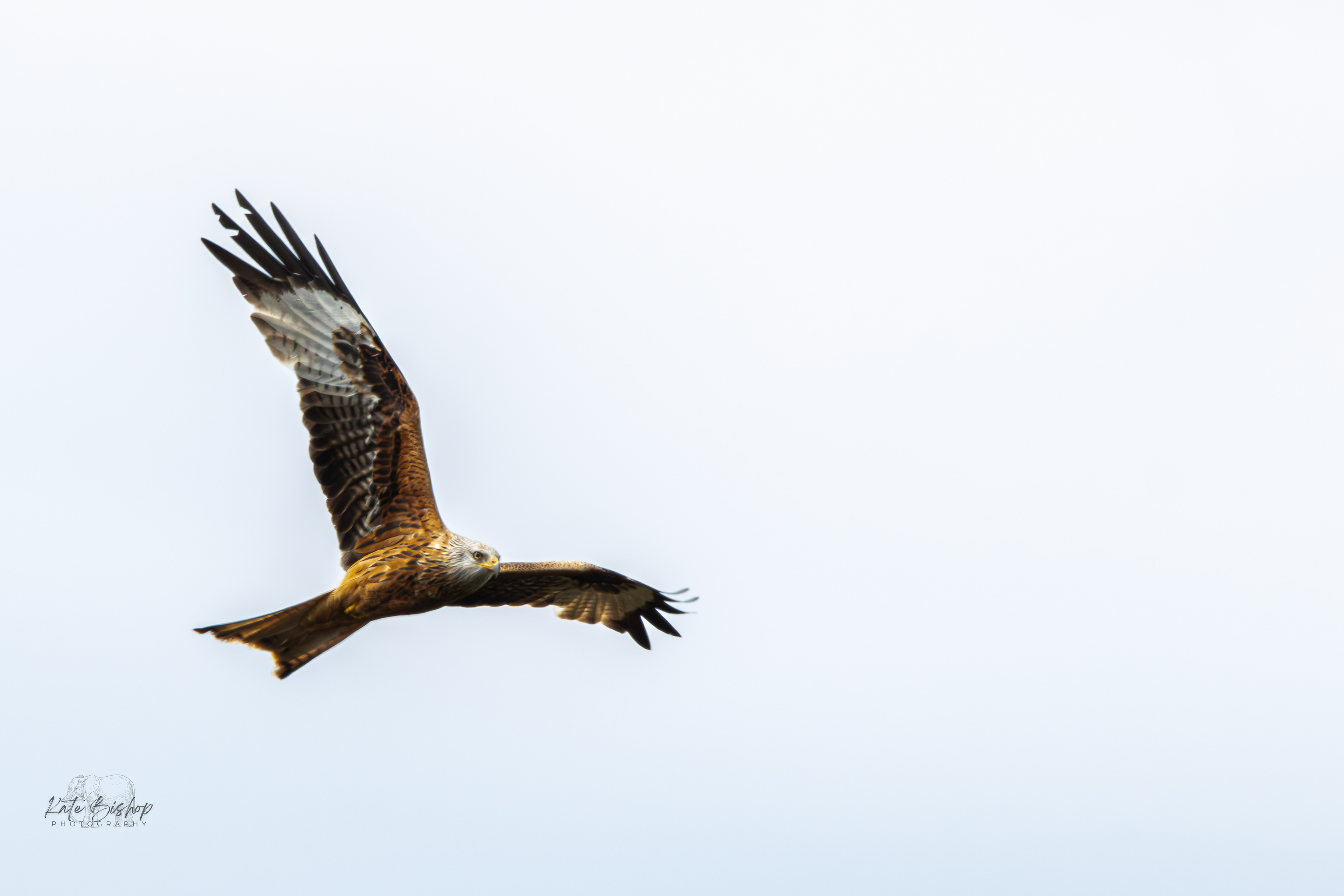 Red Kite