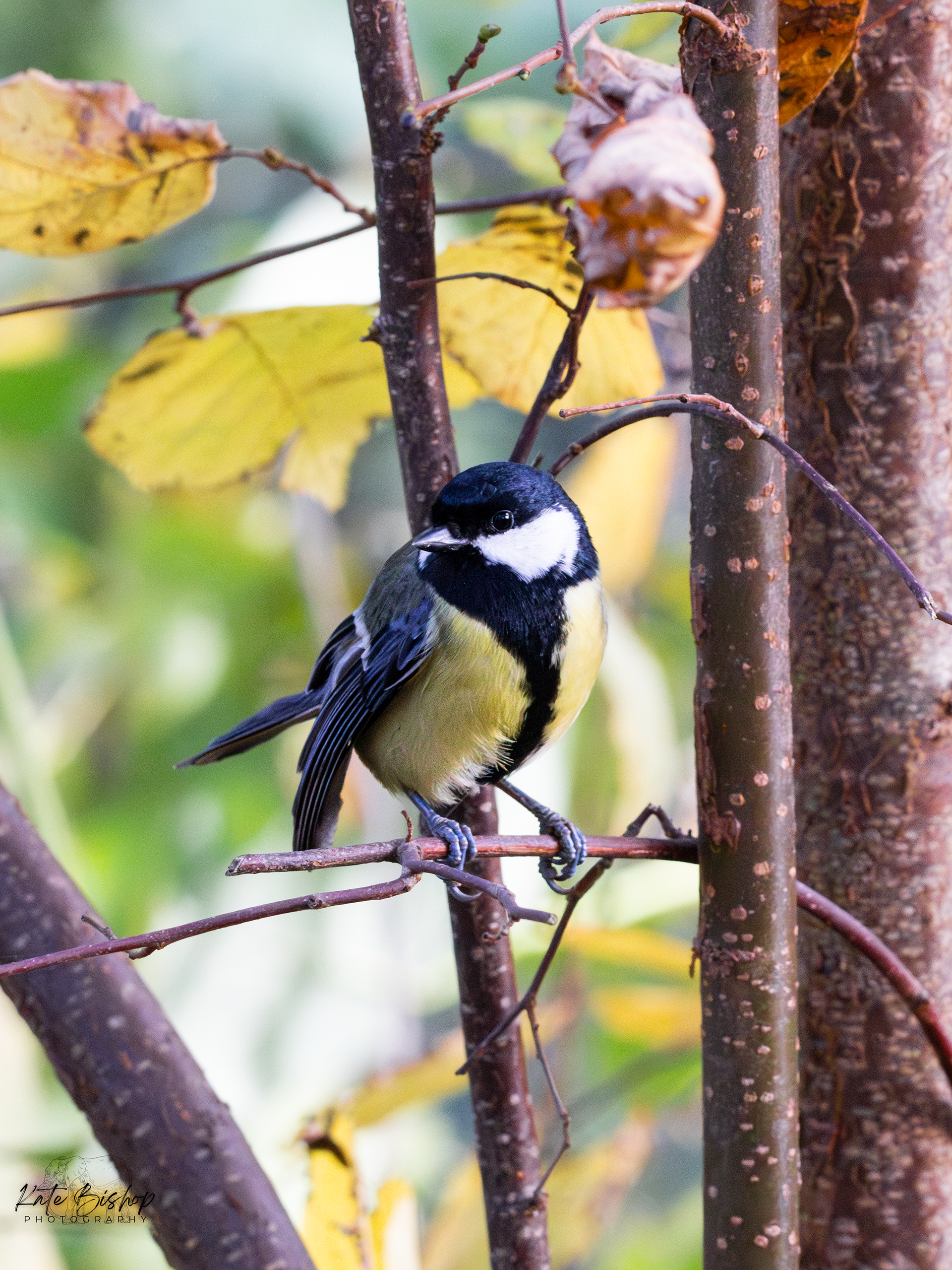 Great Tit