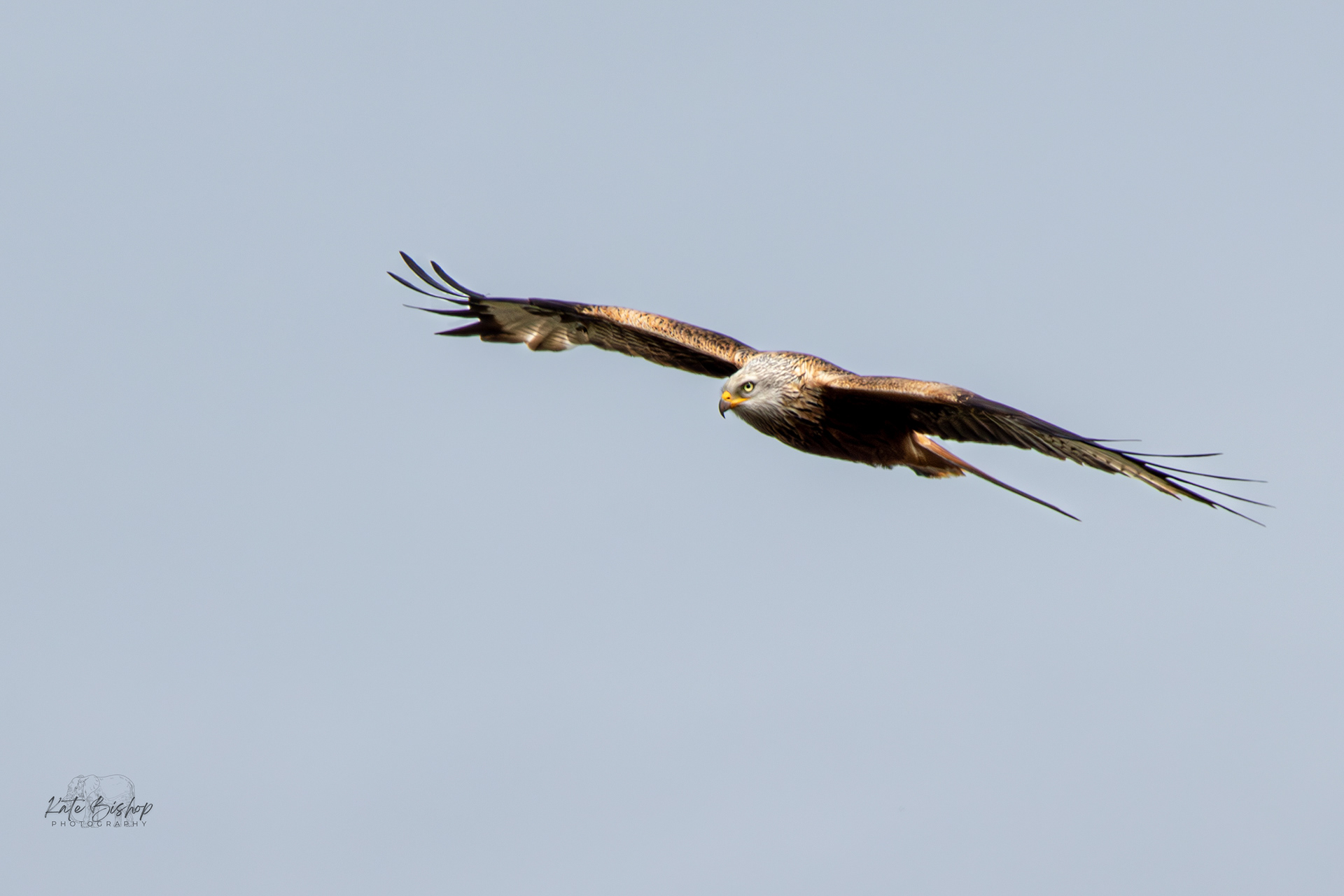Red Kite