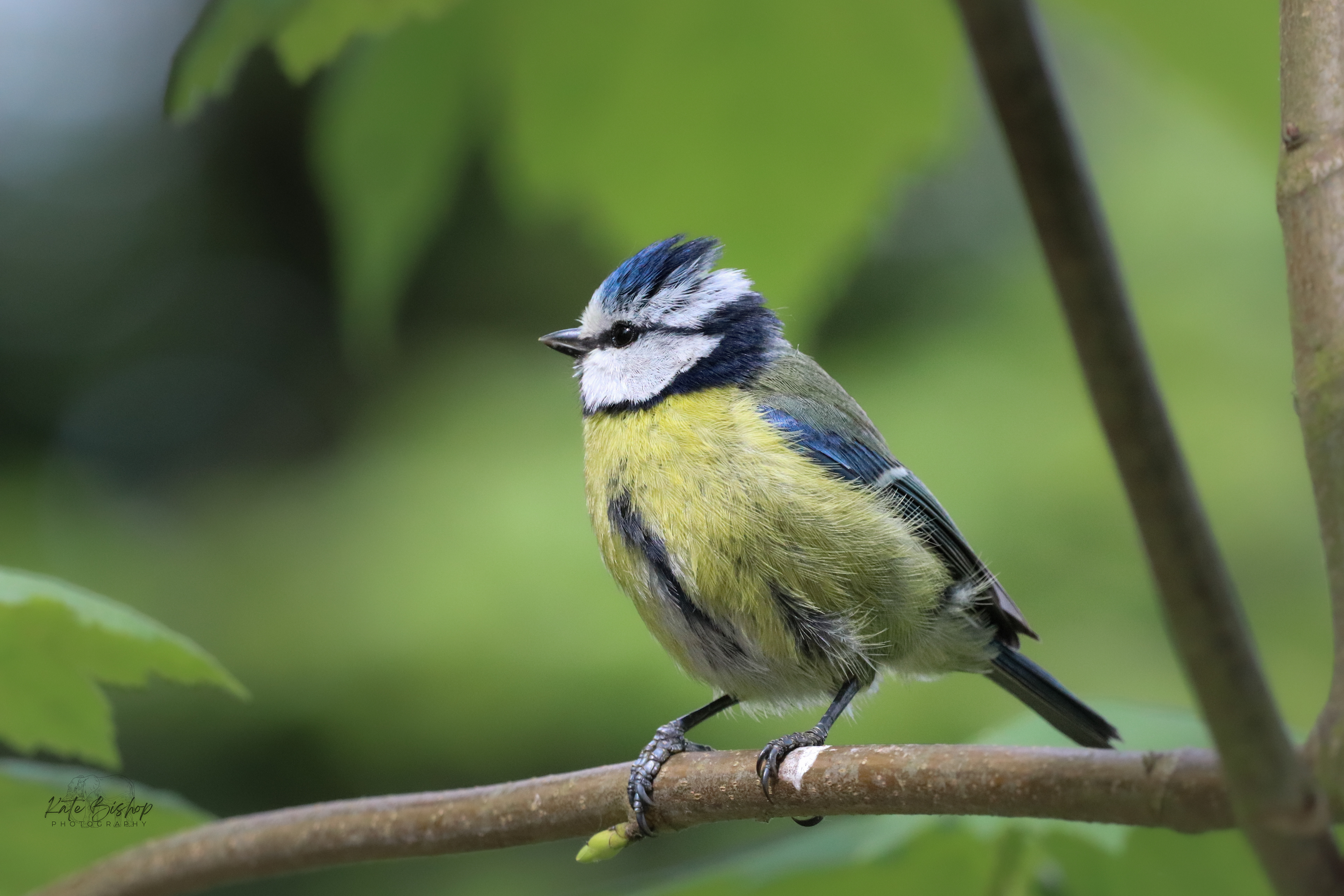 Blue Tit