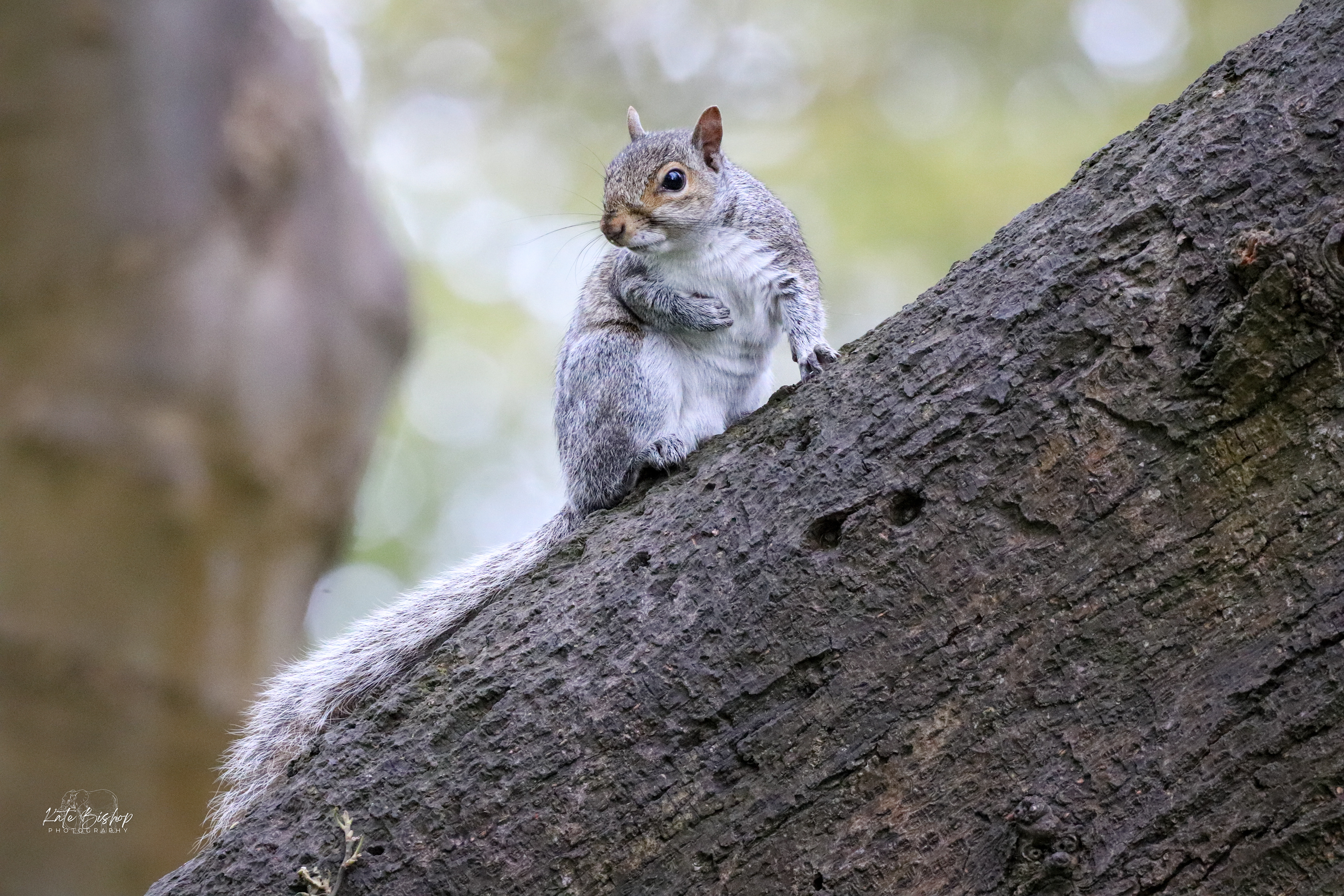 Grey Squirrel