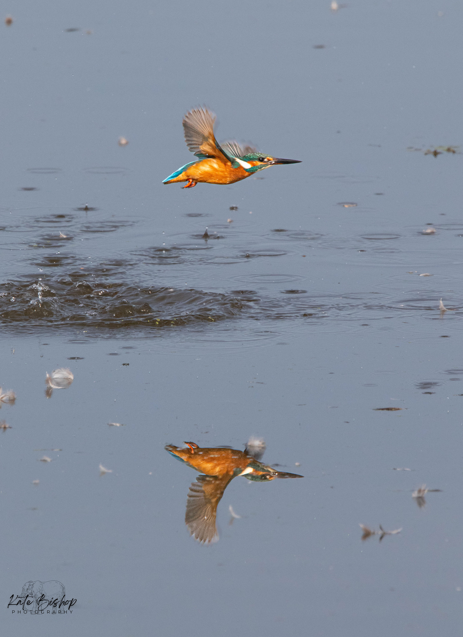 Kingfisher in Flight