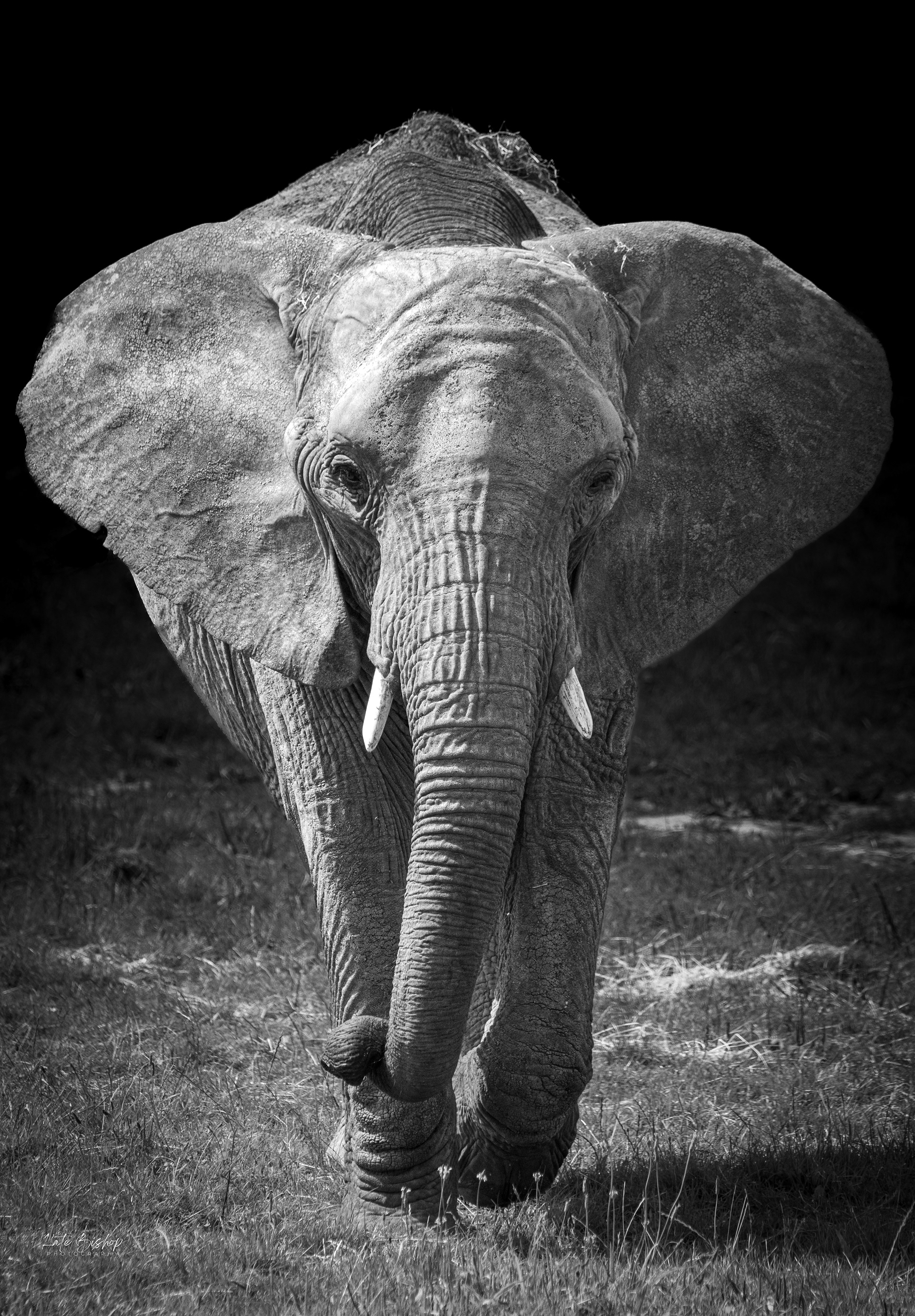 African Elephant