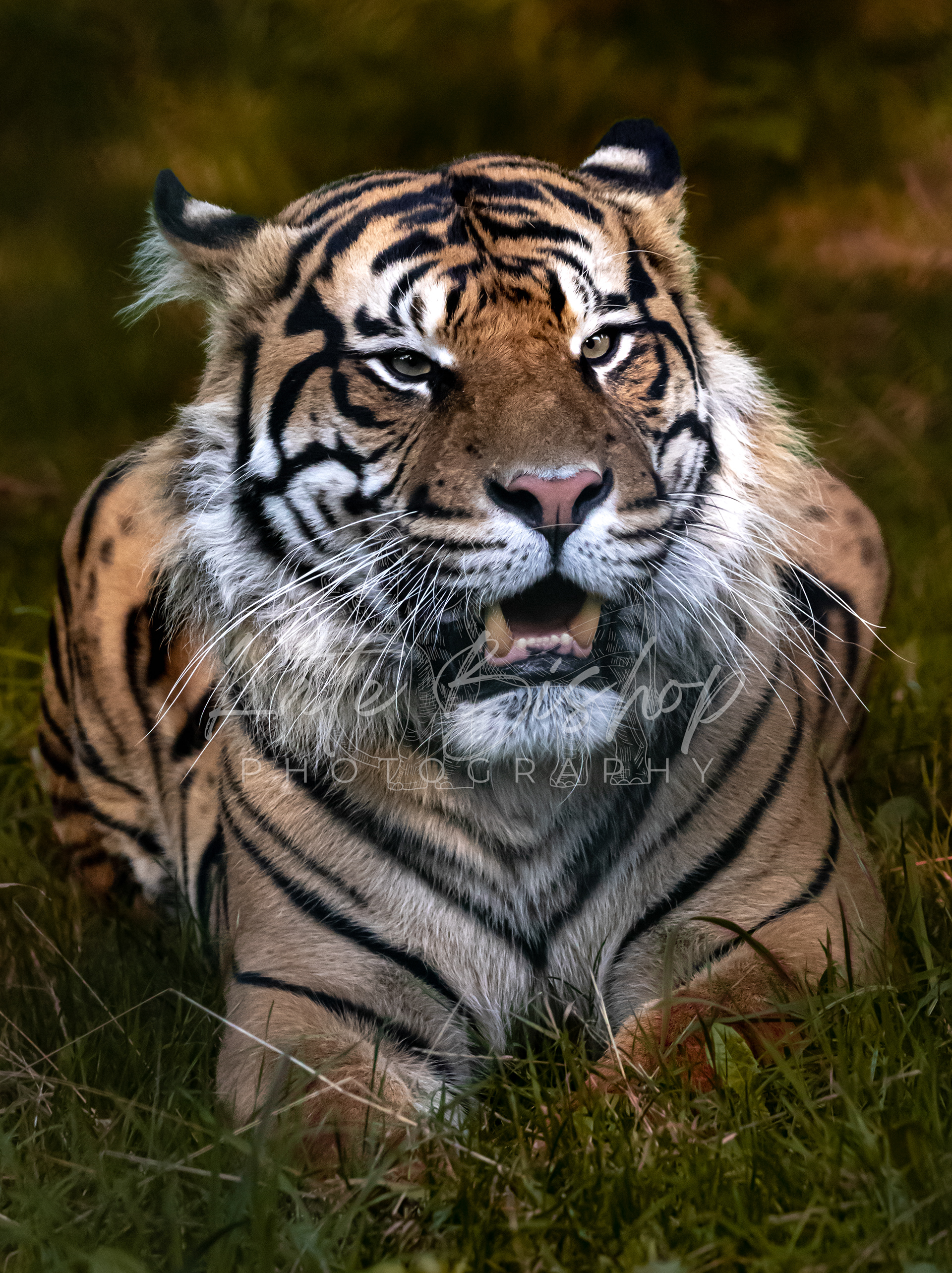 Achilles, Sumatran Tiger