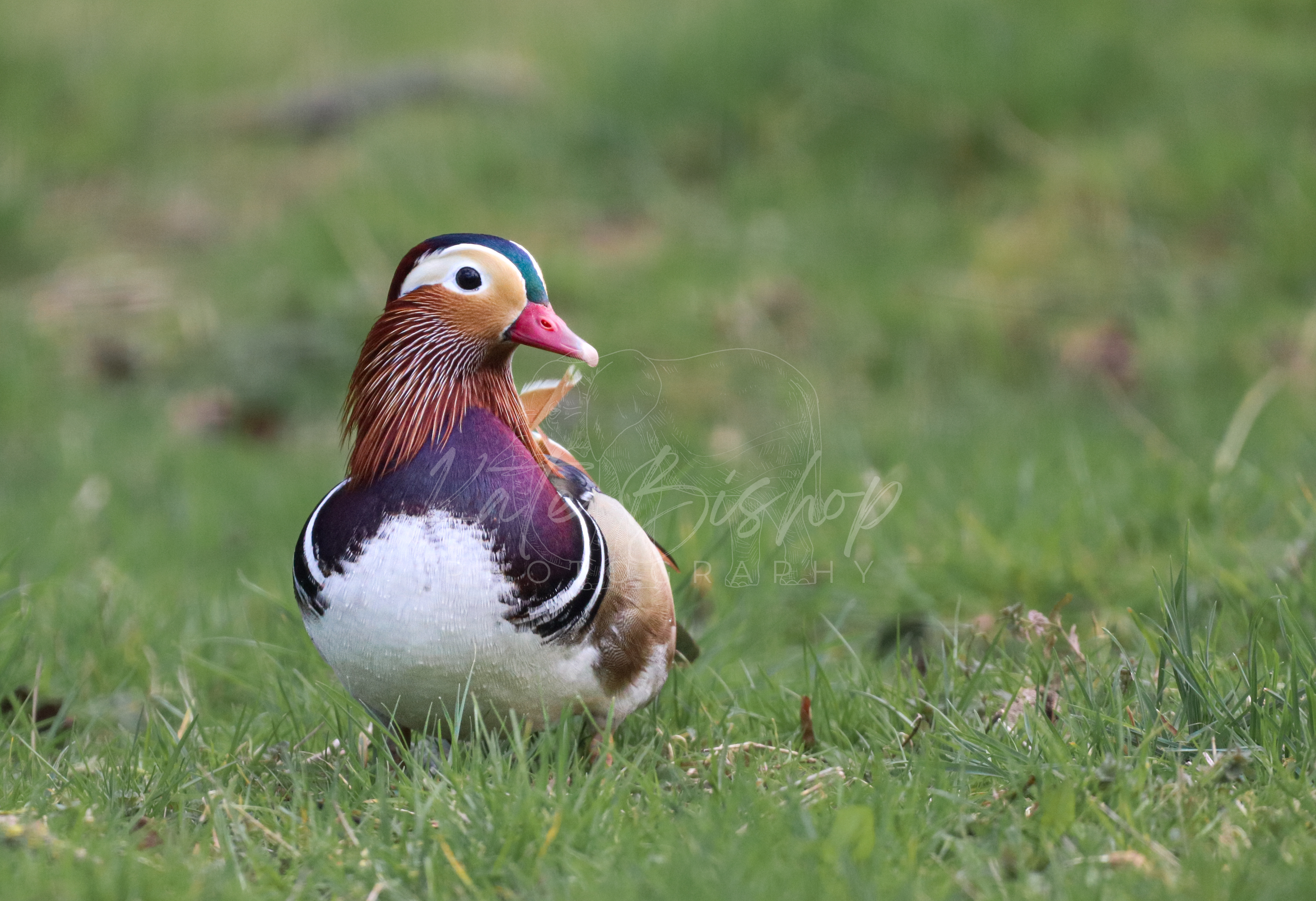 Mandarin Duck