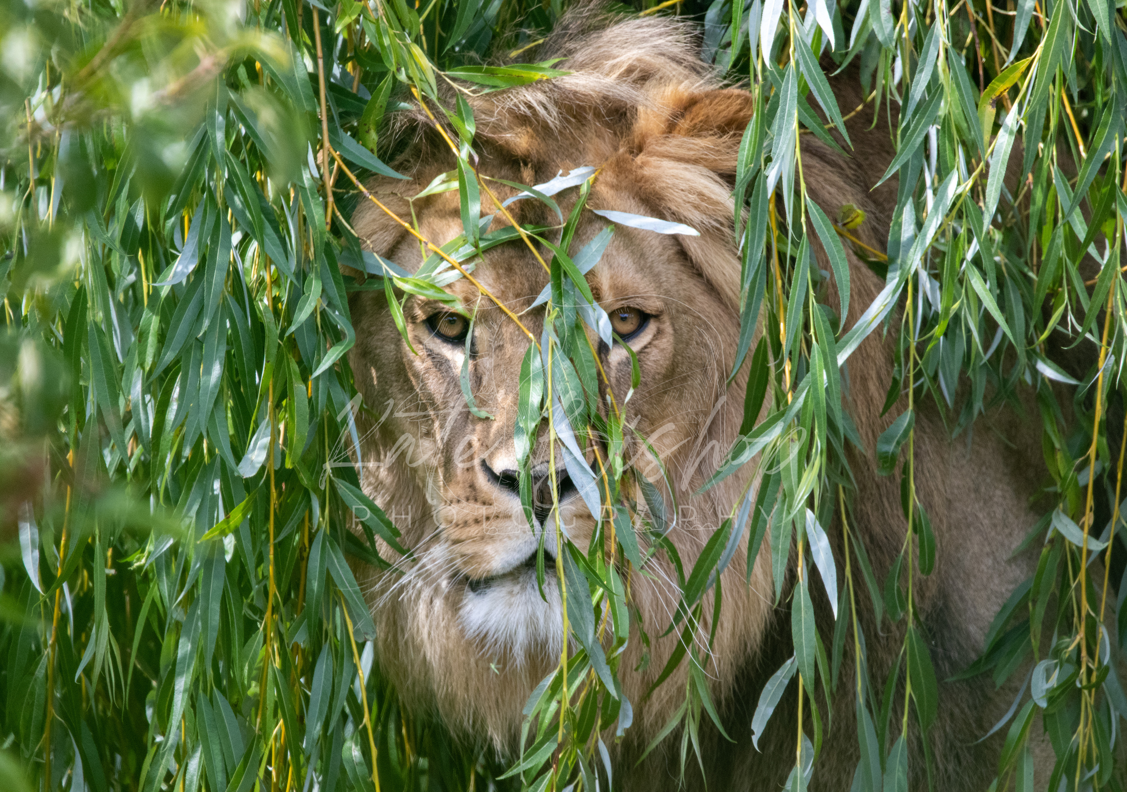 Khari, African Lion
