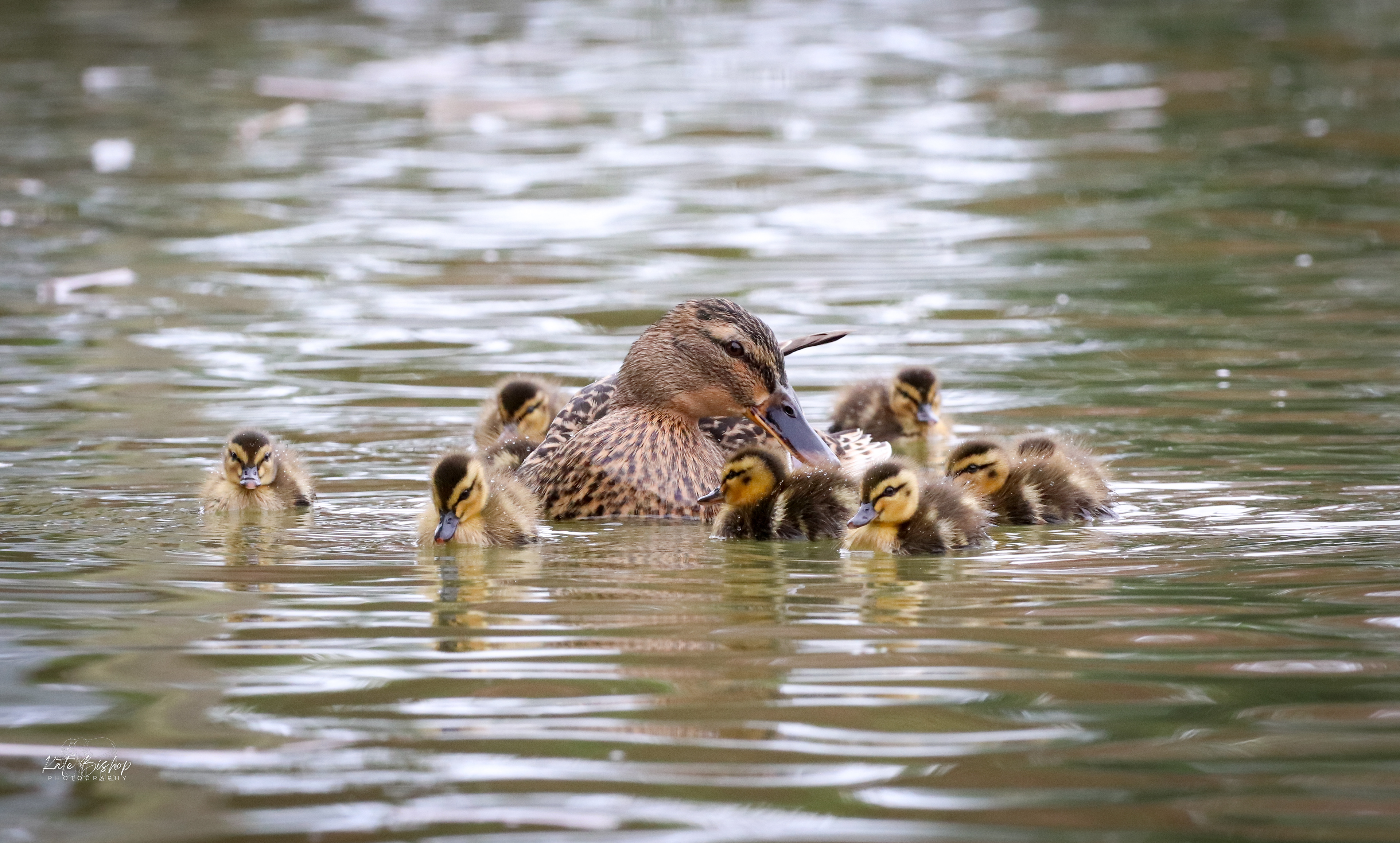 Mallard Duck Family
