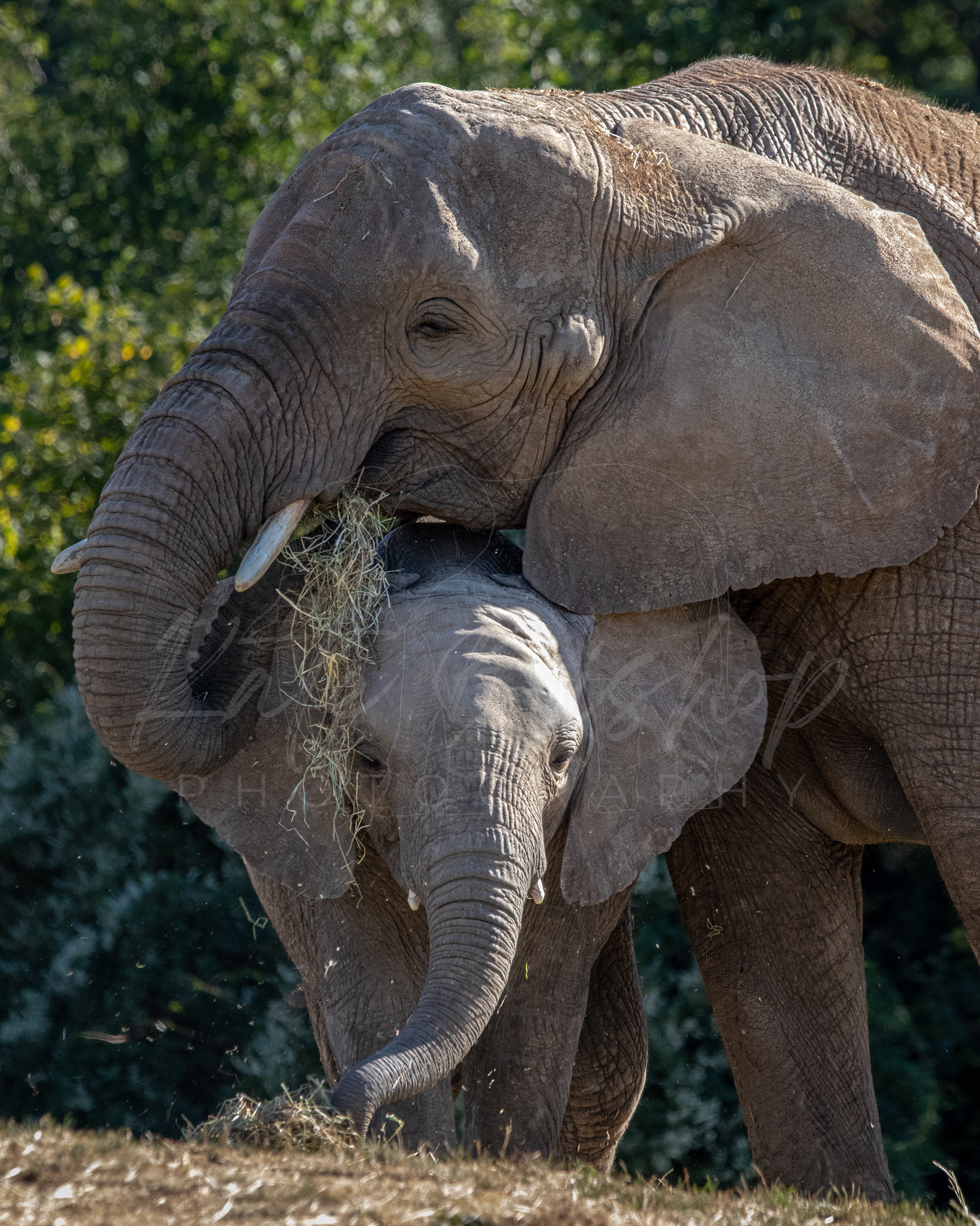 Uzuri and Oku, African Elephants