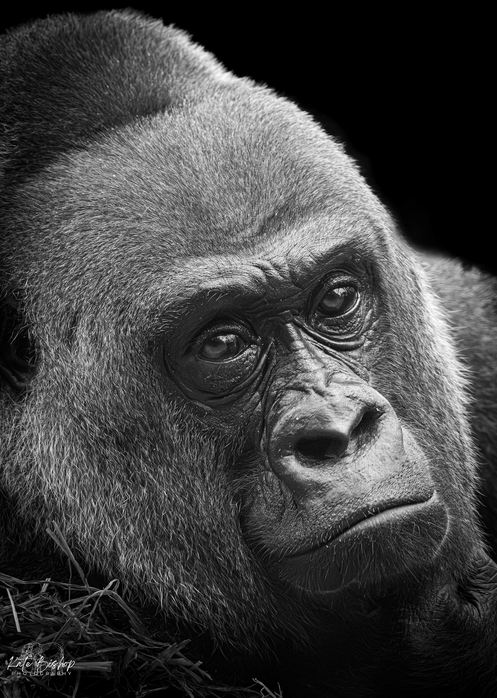 Tibs, Western Lowland Gorilla