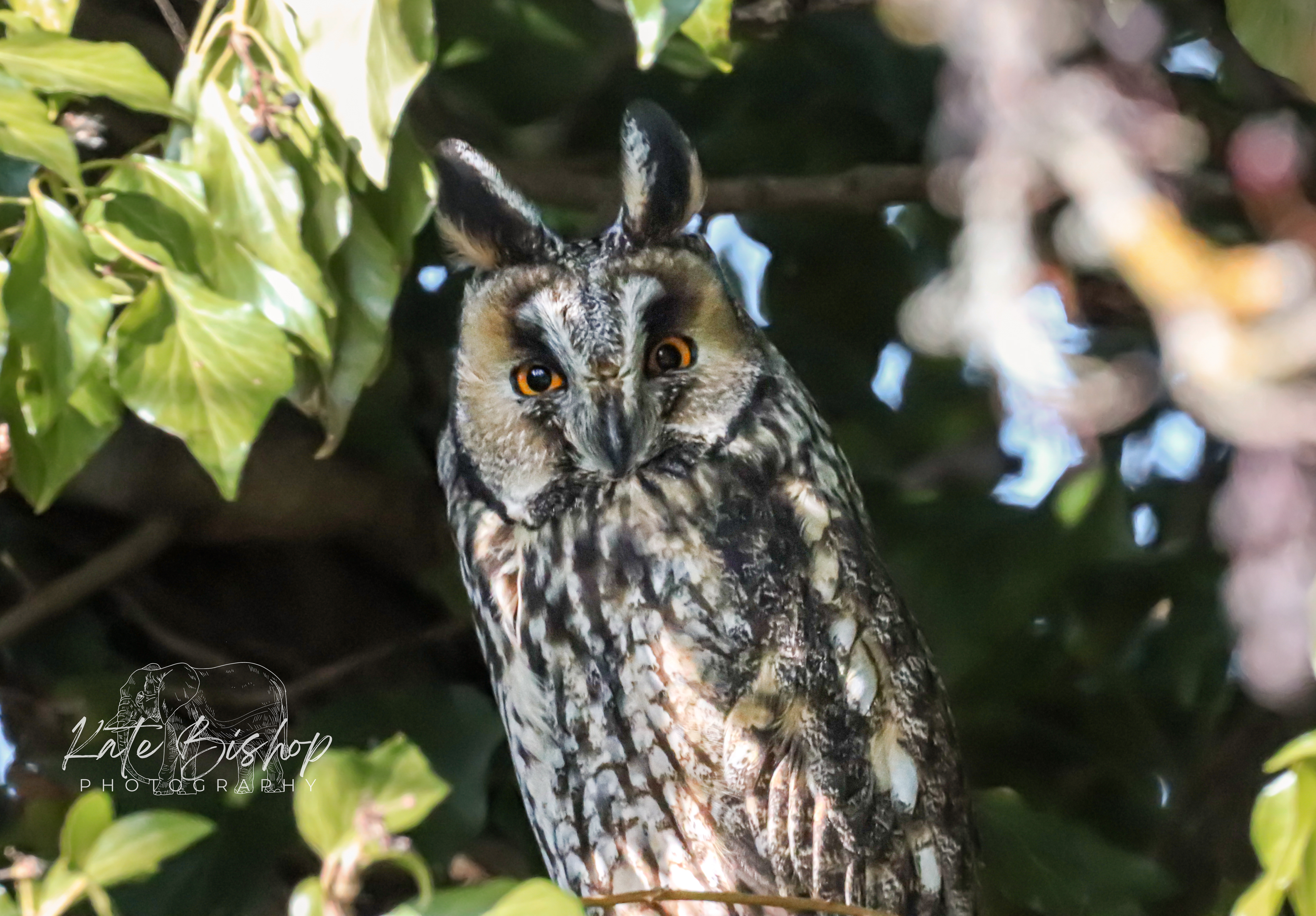 Long Eared Owl