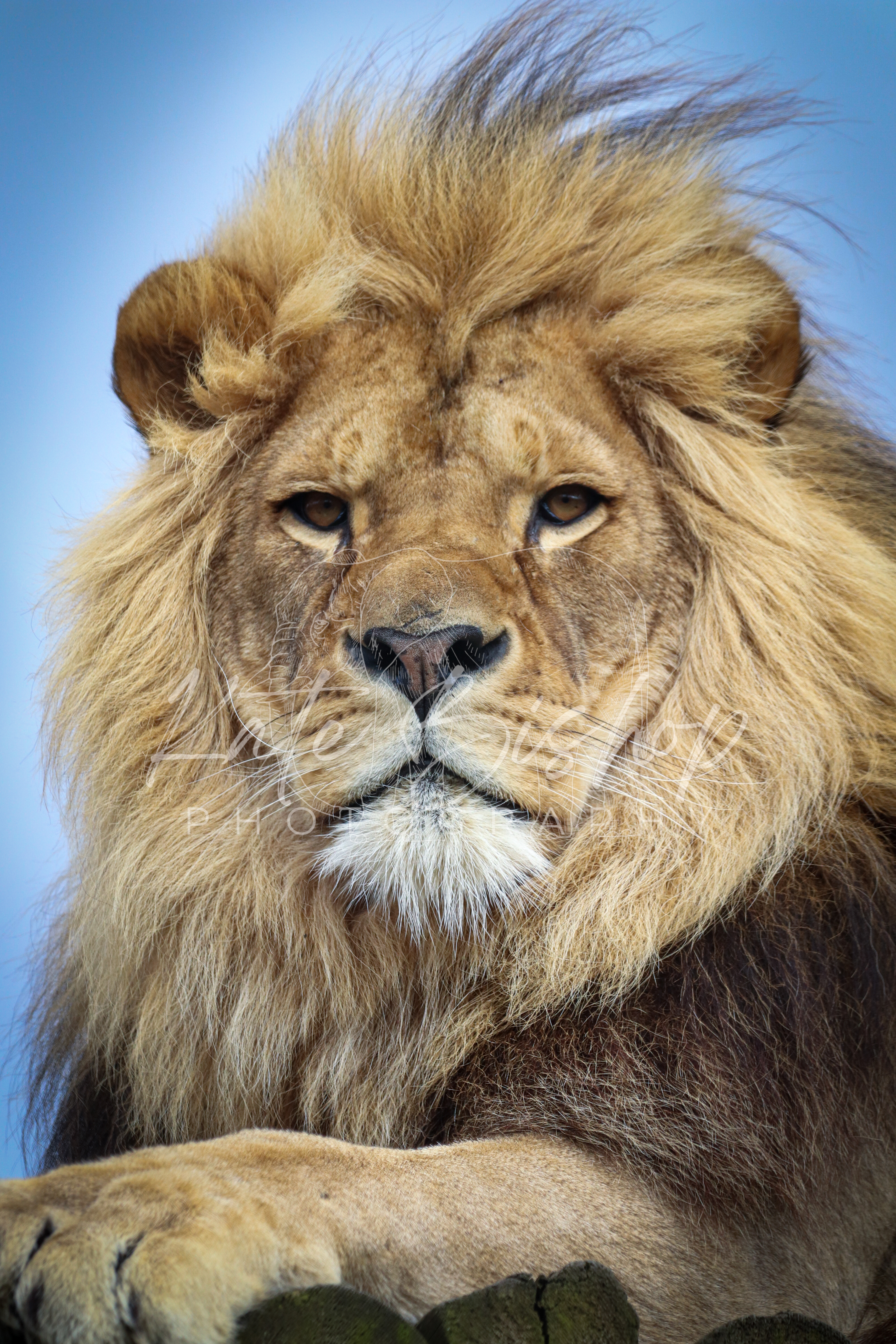 Khari, African Lion