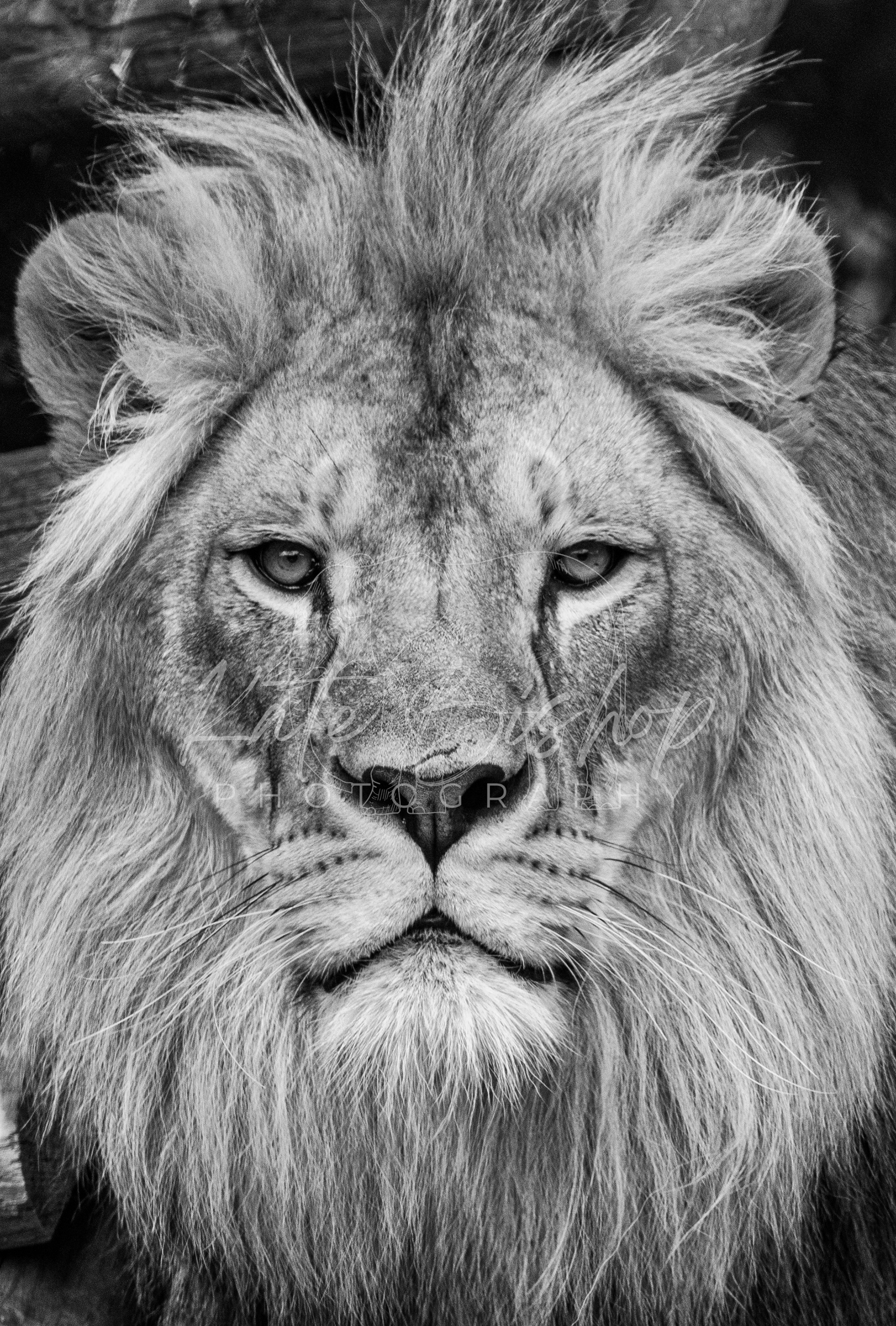 Khari, African Lion