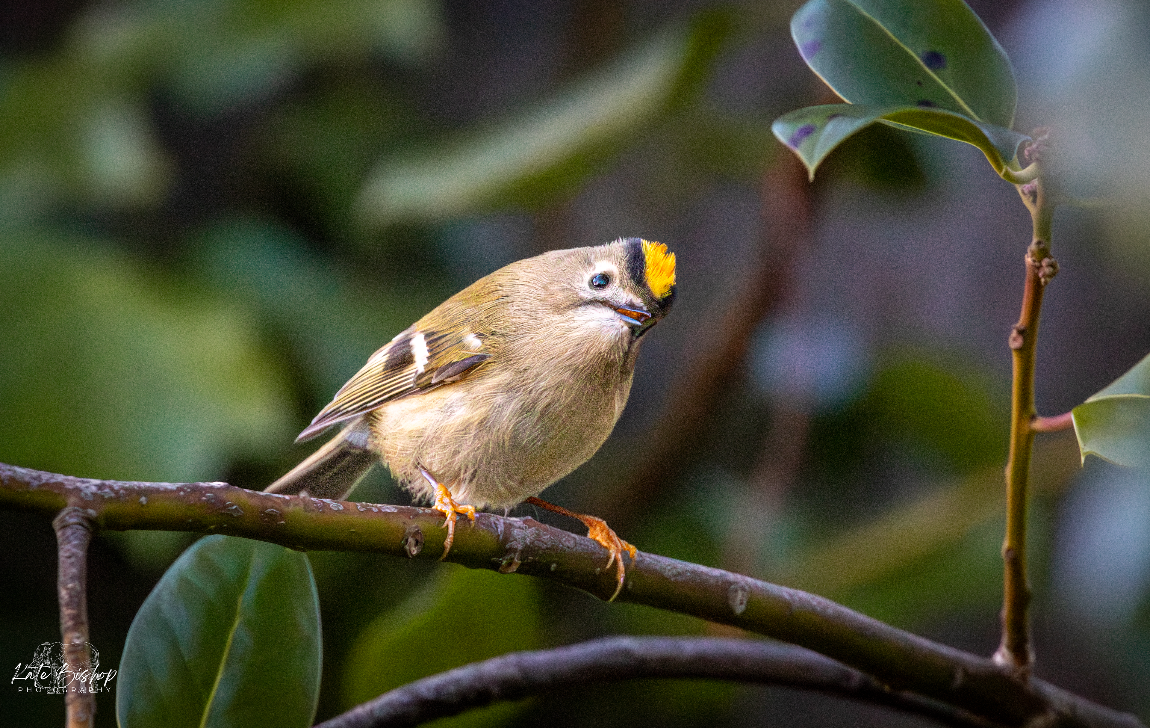Goldcrest