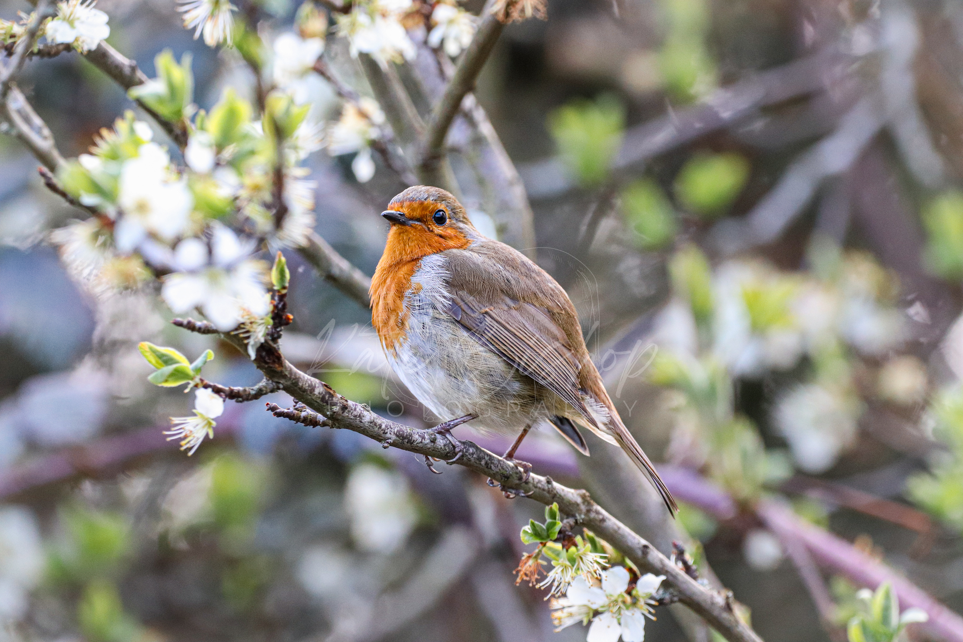 Robin