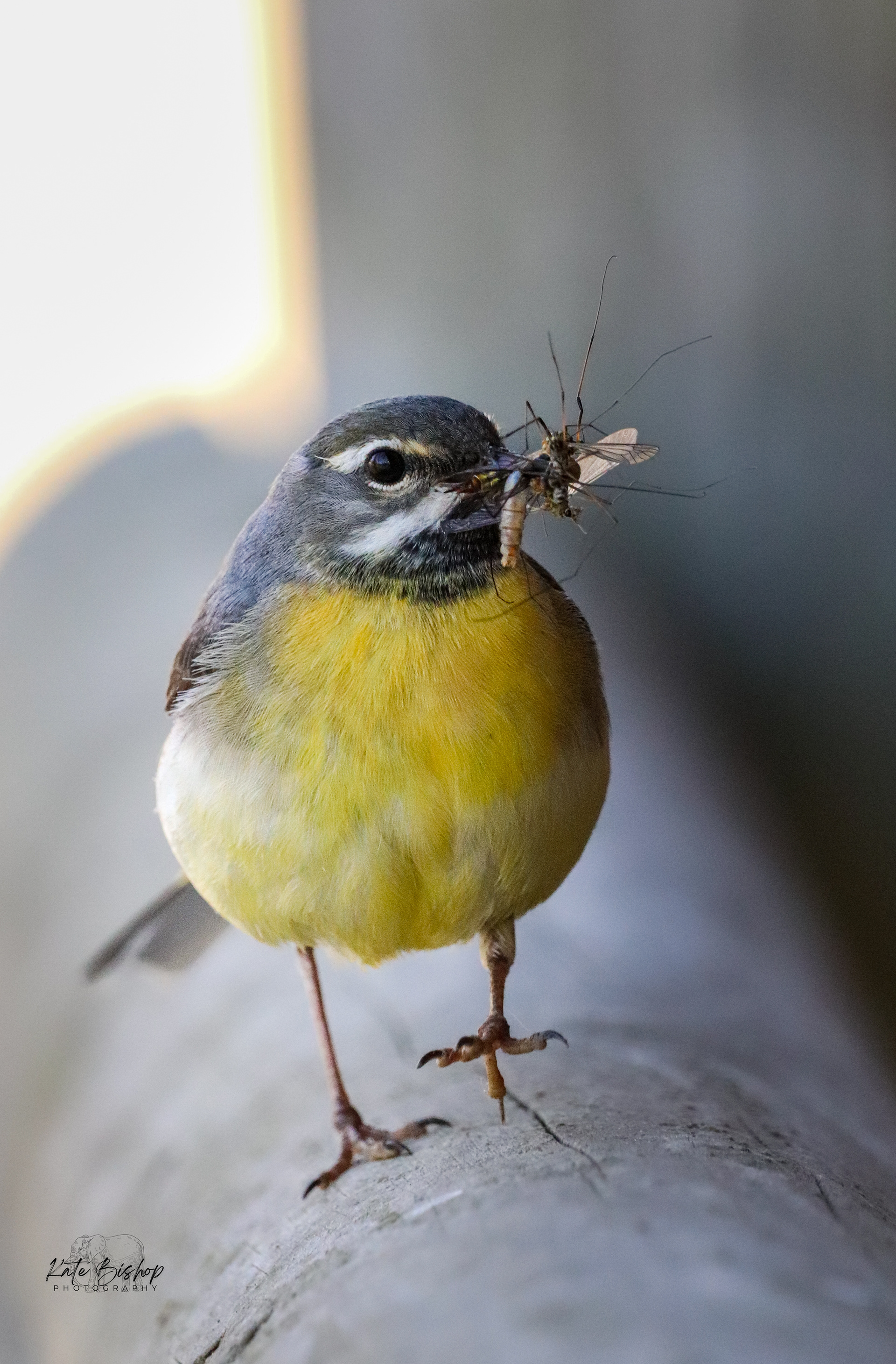 Grey Wagtail