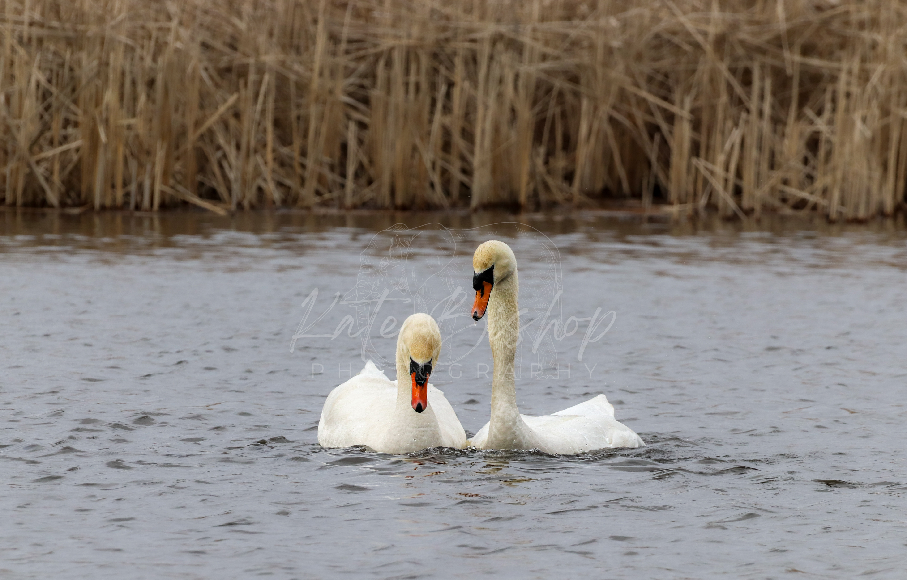 Swans