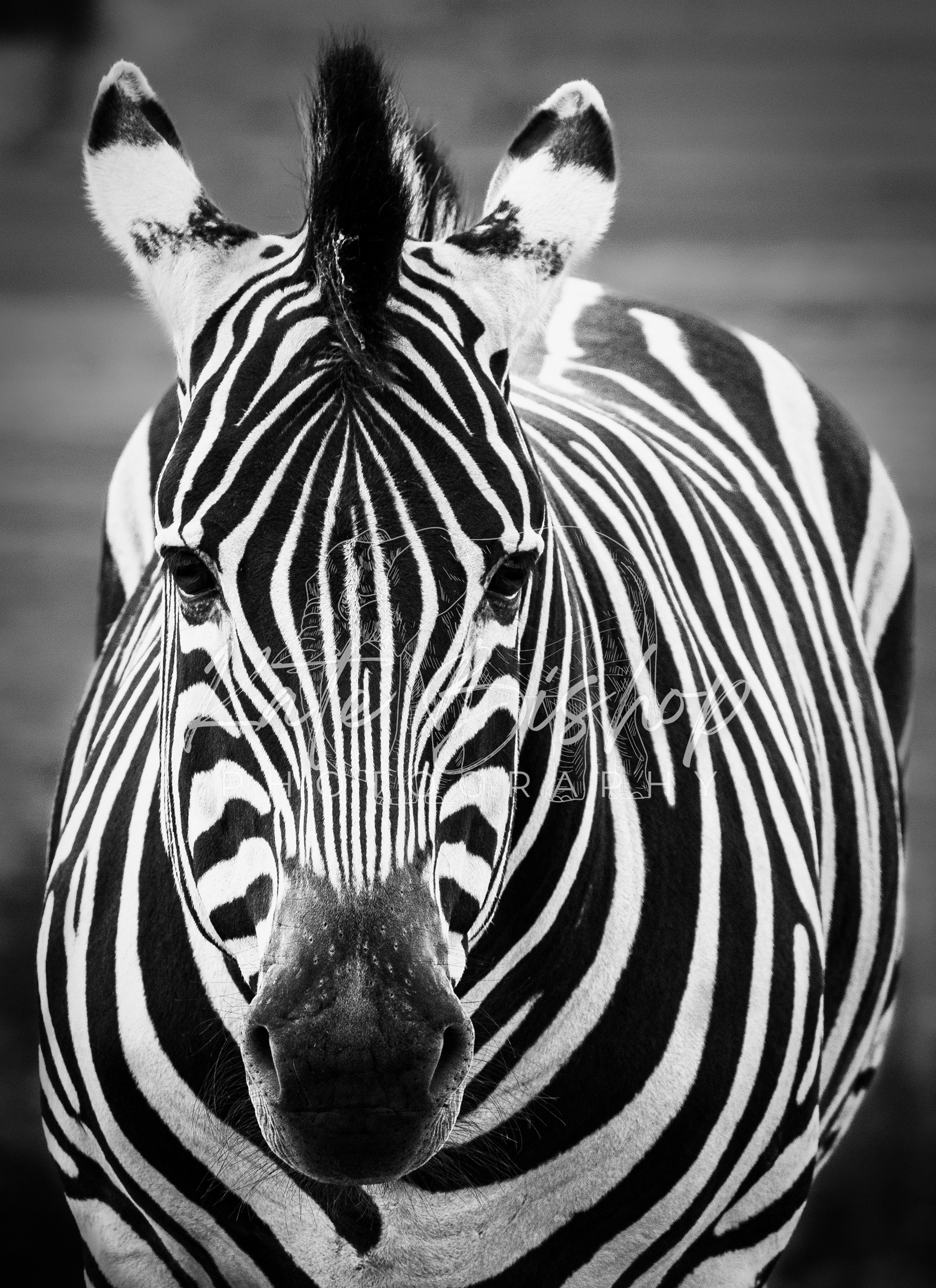 Cumin, Plains Zebra