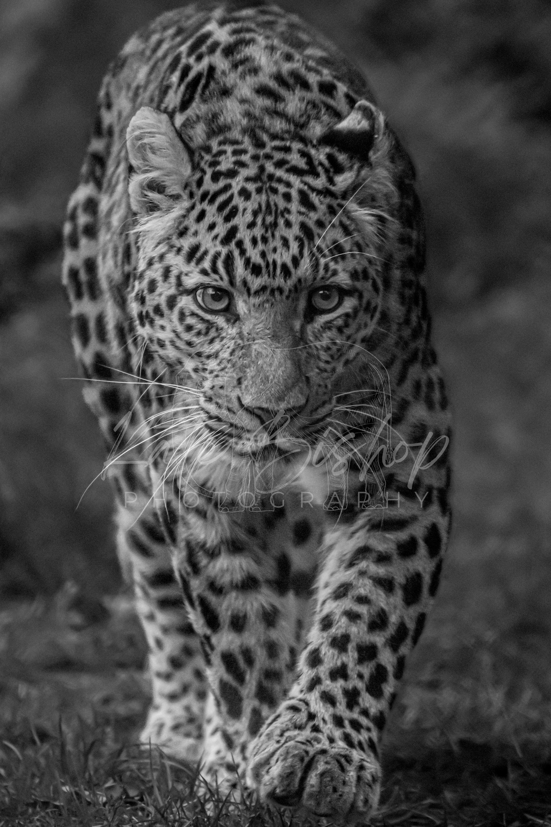 Baiya, North Chinese Leopard