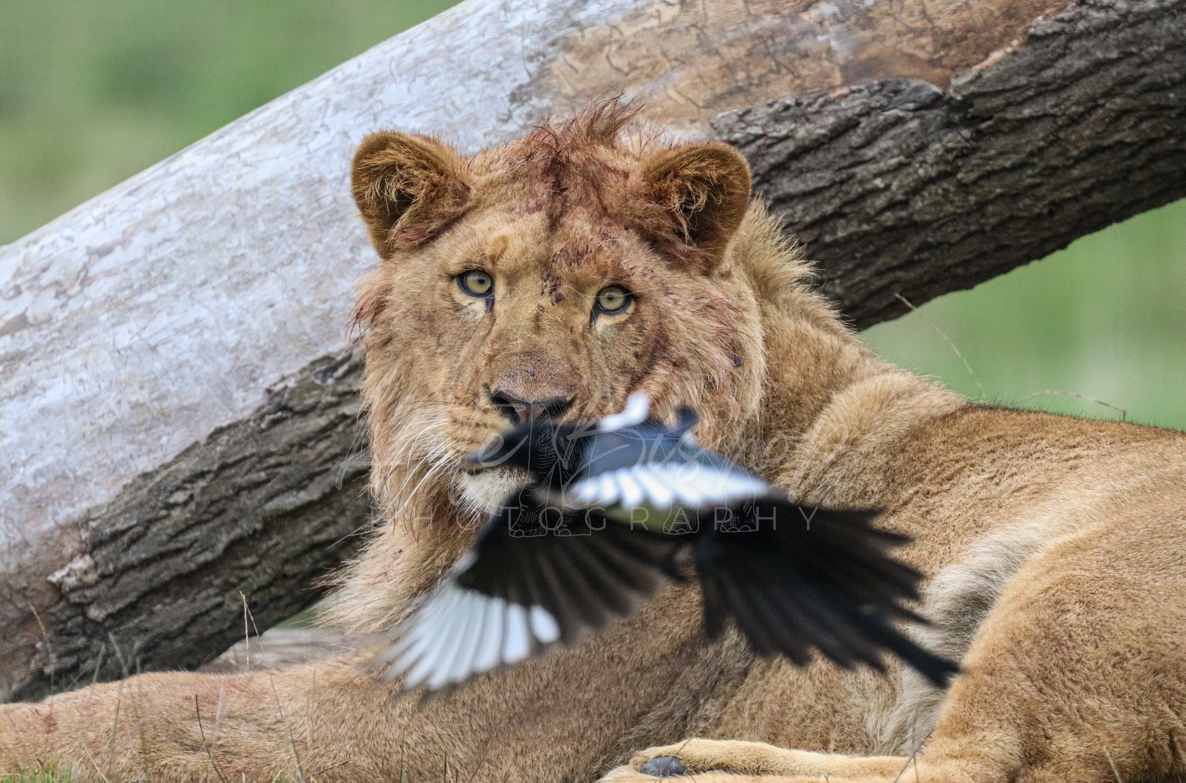 Hasani, African Lion Cub